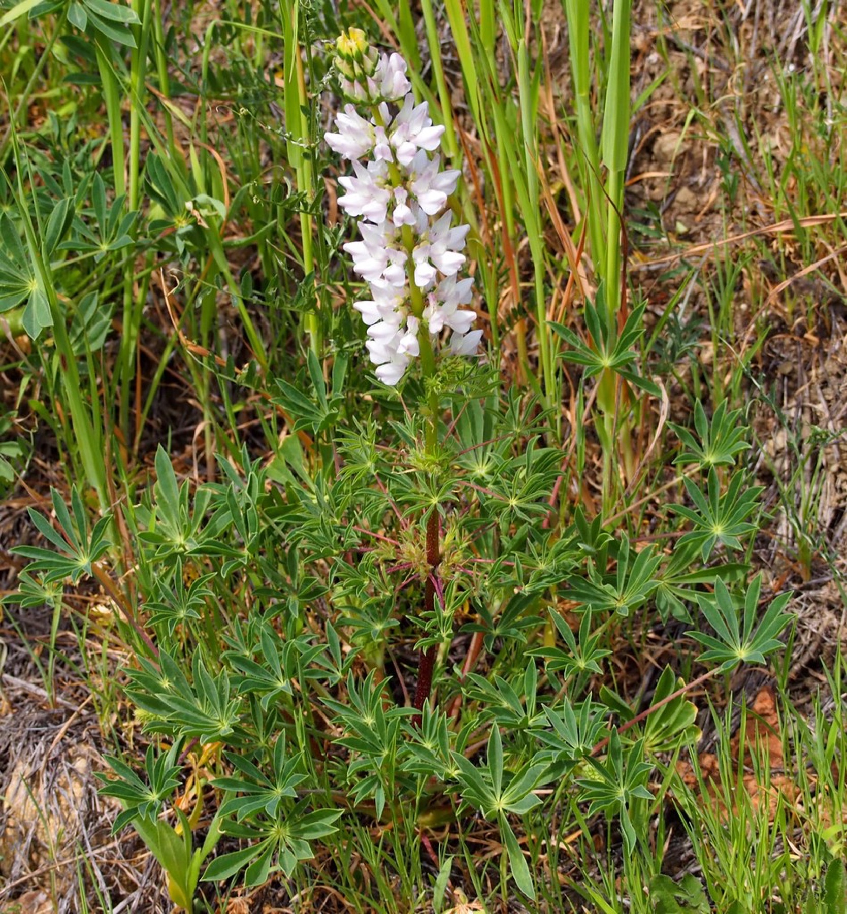 Arroyo Lupine — photo 18