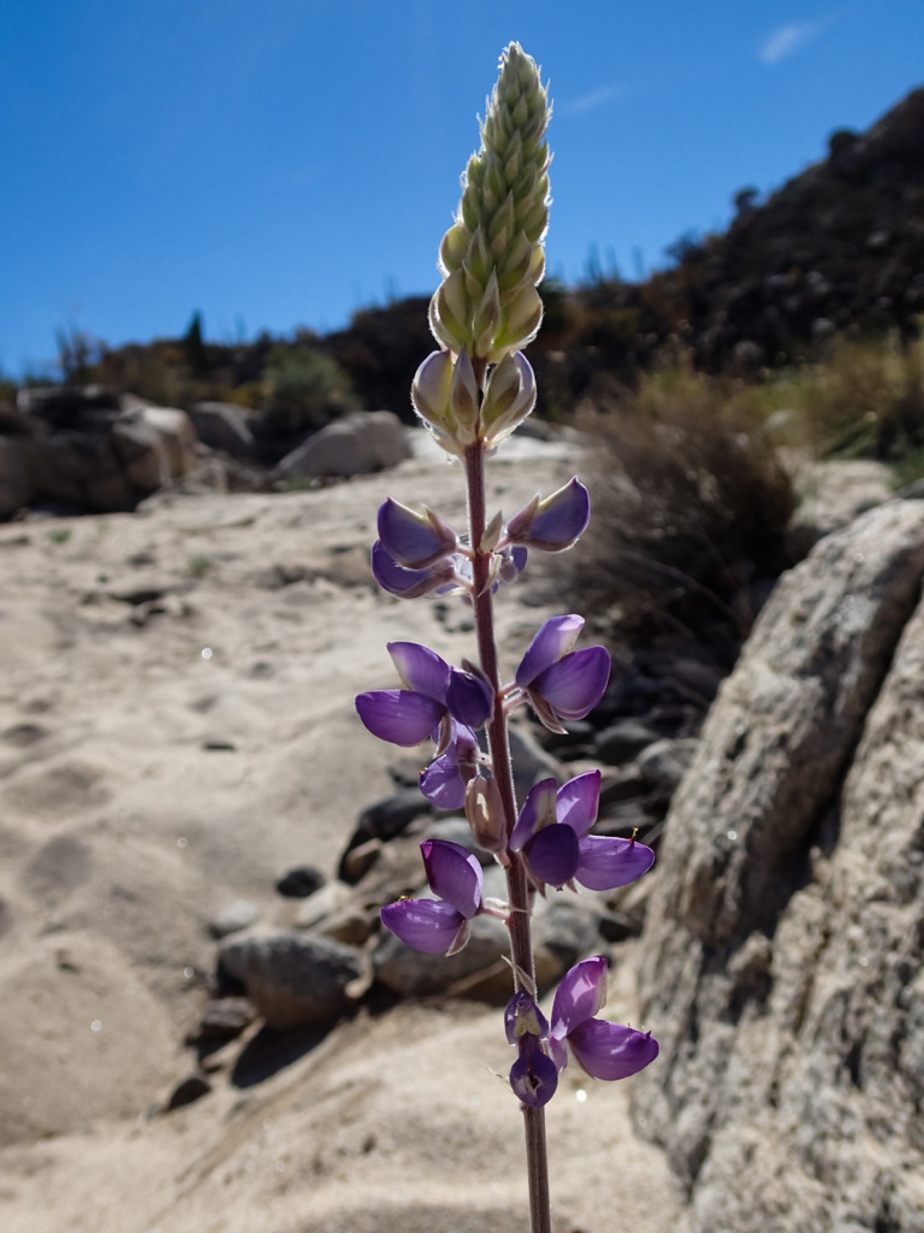 Arroyo Lupine — photo 19