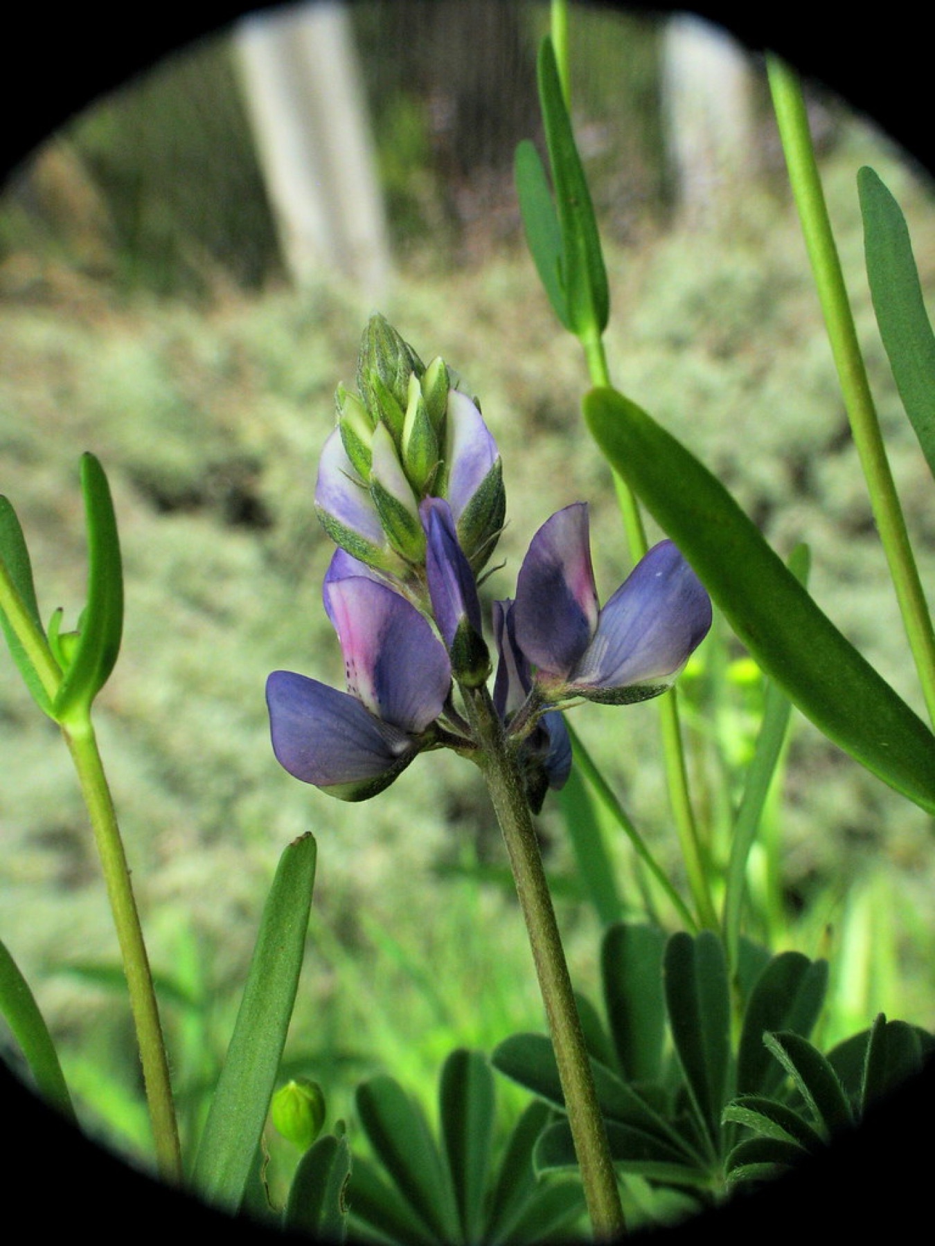 Arroyo Lupine — photo 20