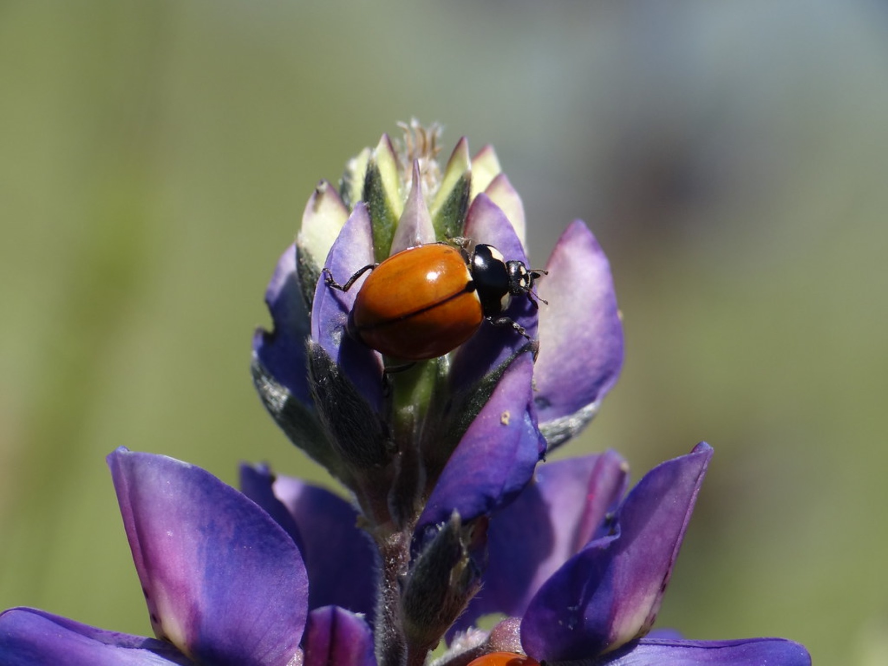 Arroyo Lupine — photo 21