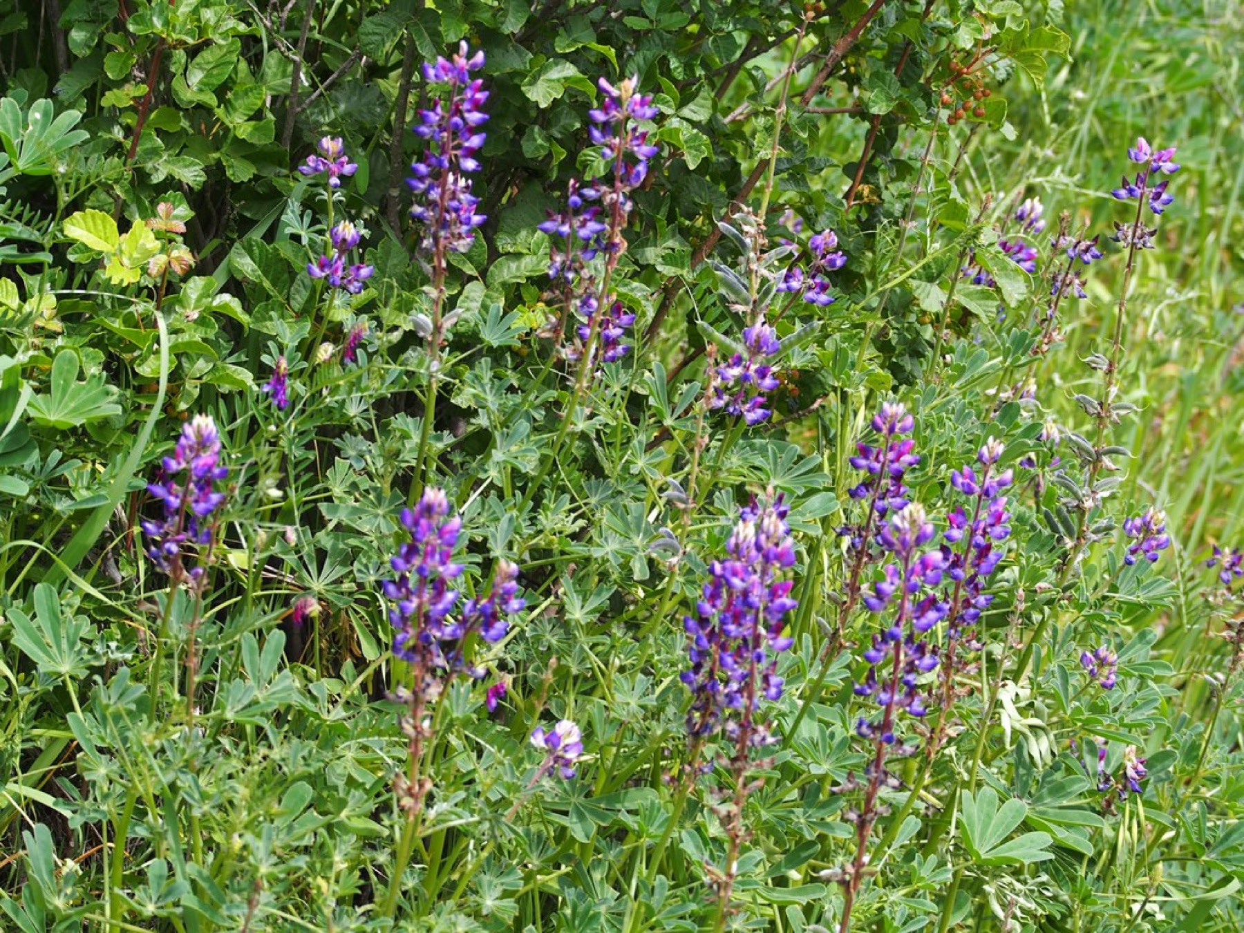 Arroyo Lupine — photo 22