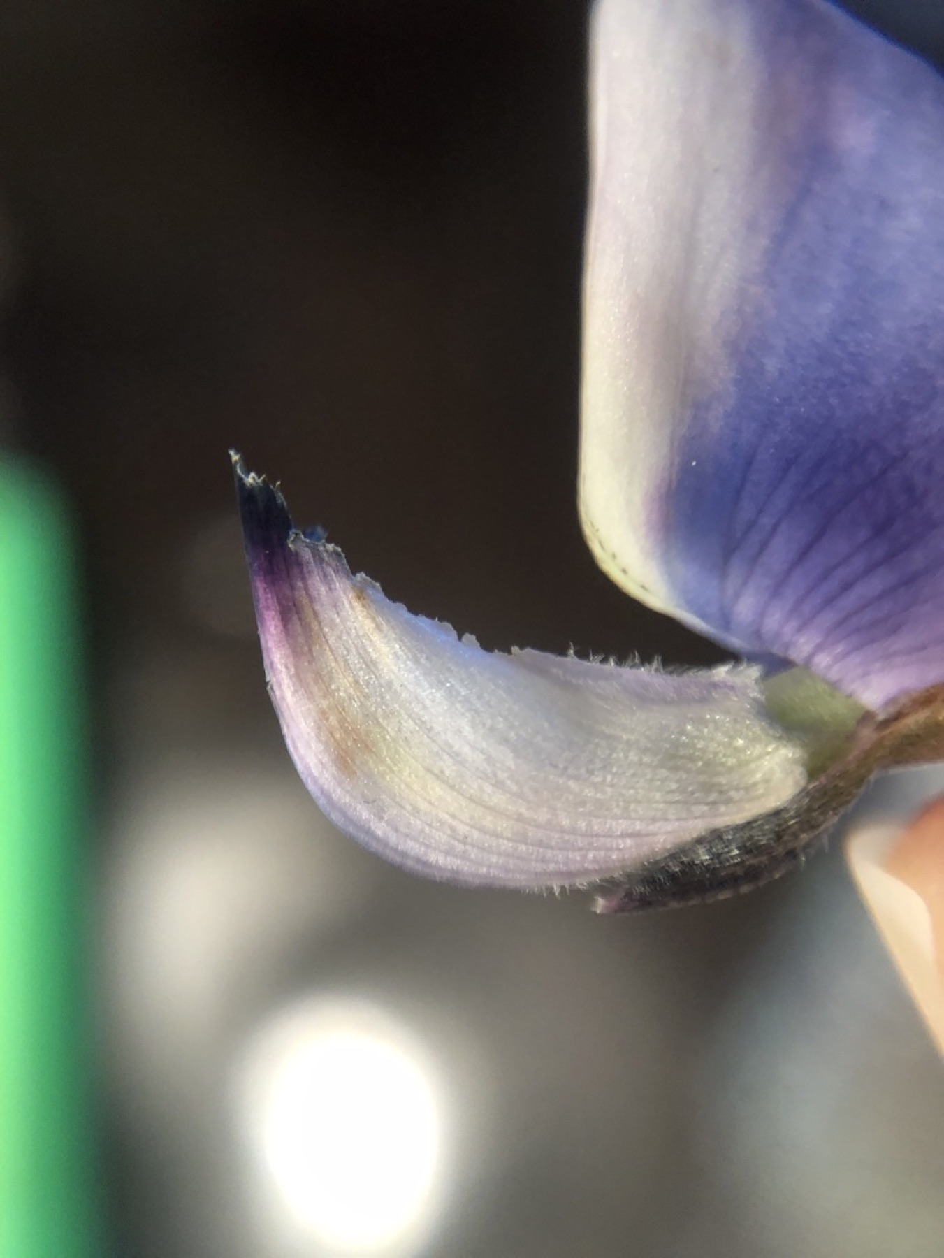 Arroyo Lupine