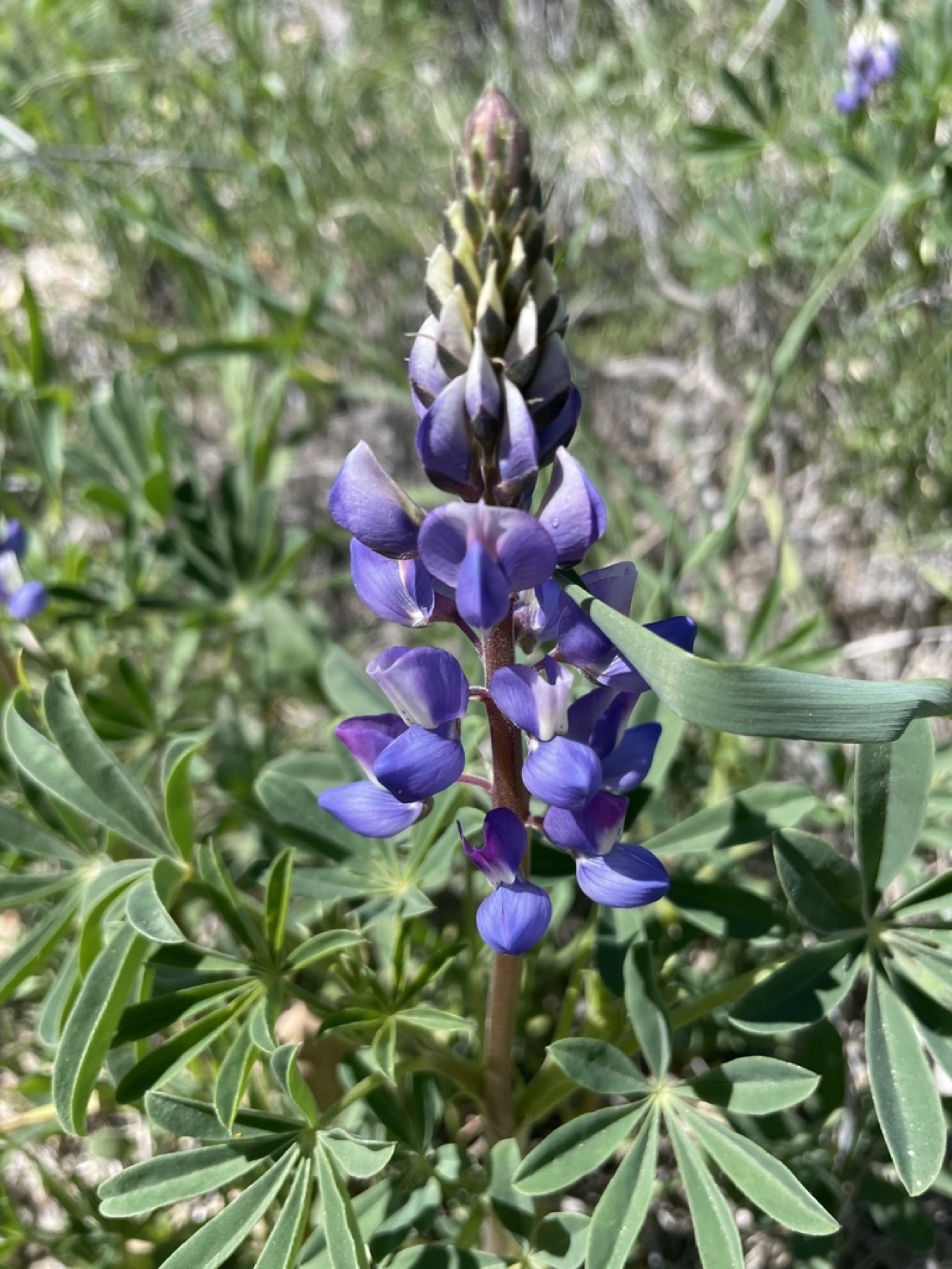 Arroyo Lupine — photo 2
