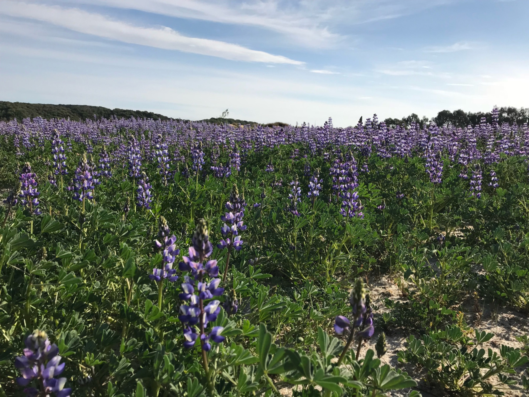 Arroyo Lupine — photo 3