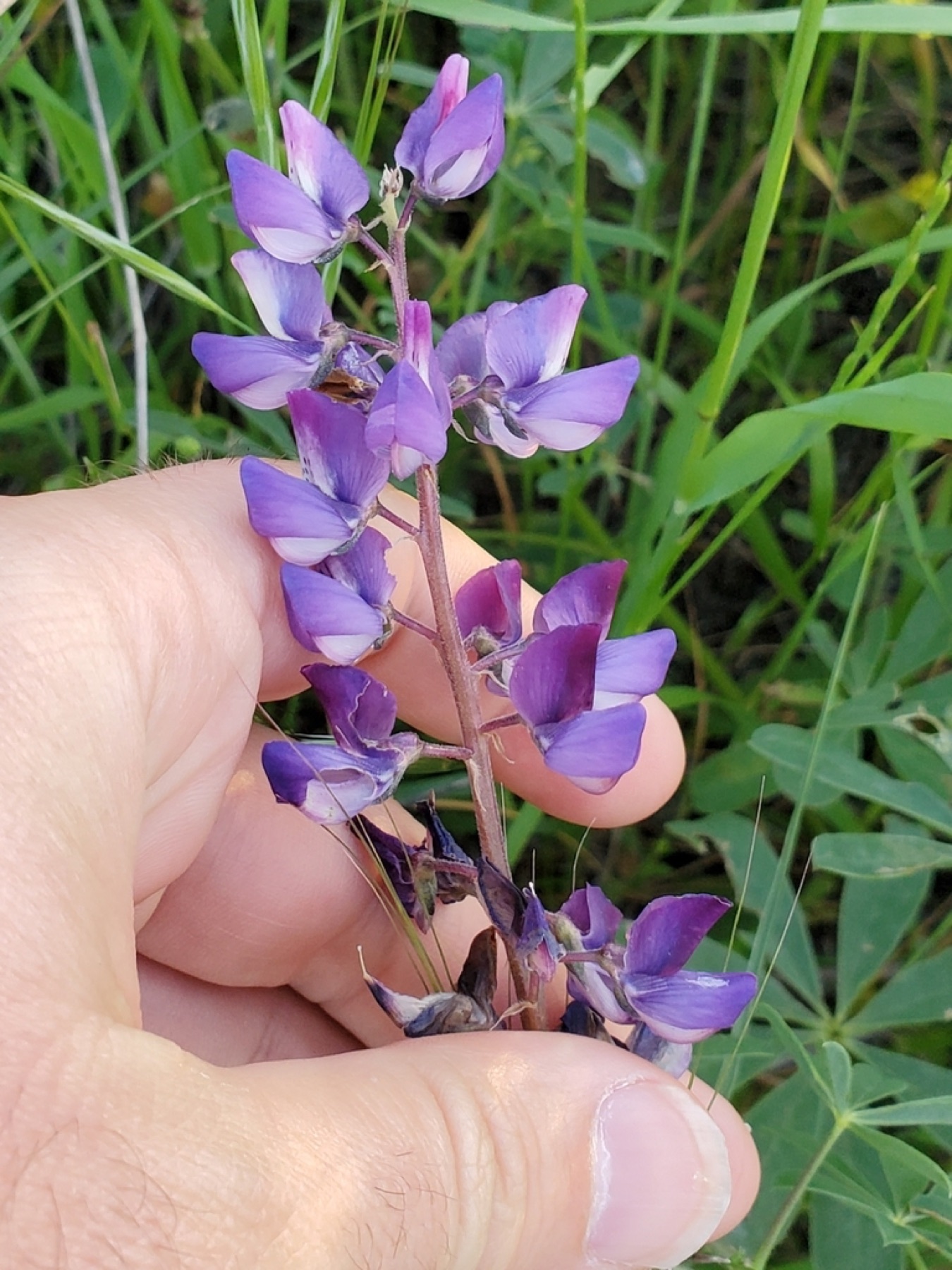 Arroyo Lupine — photo 4