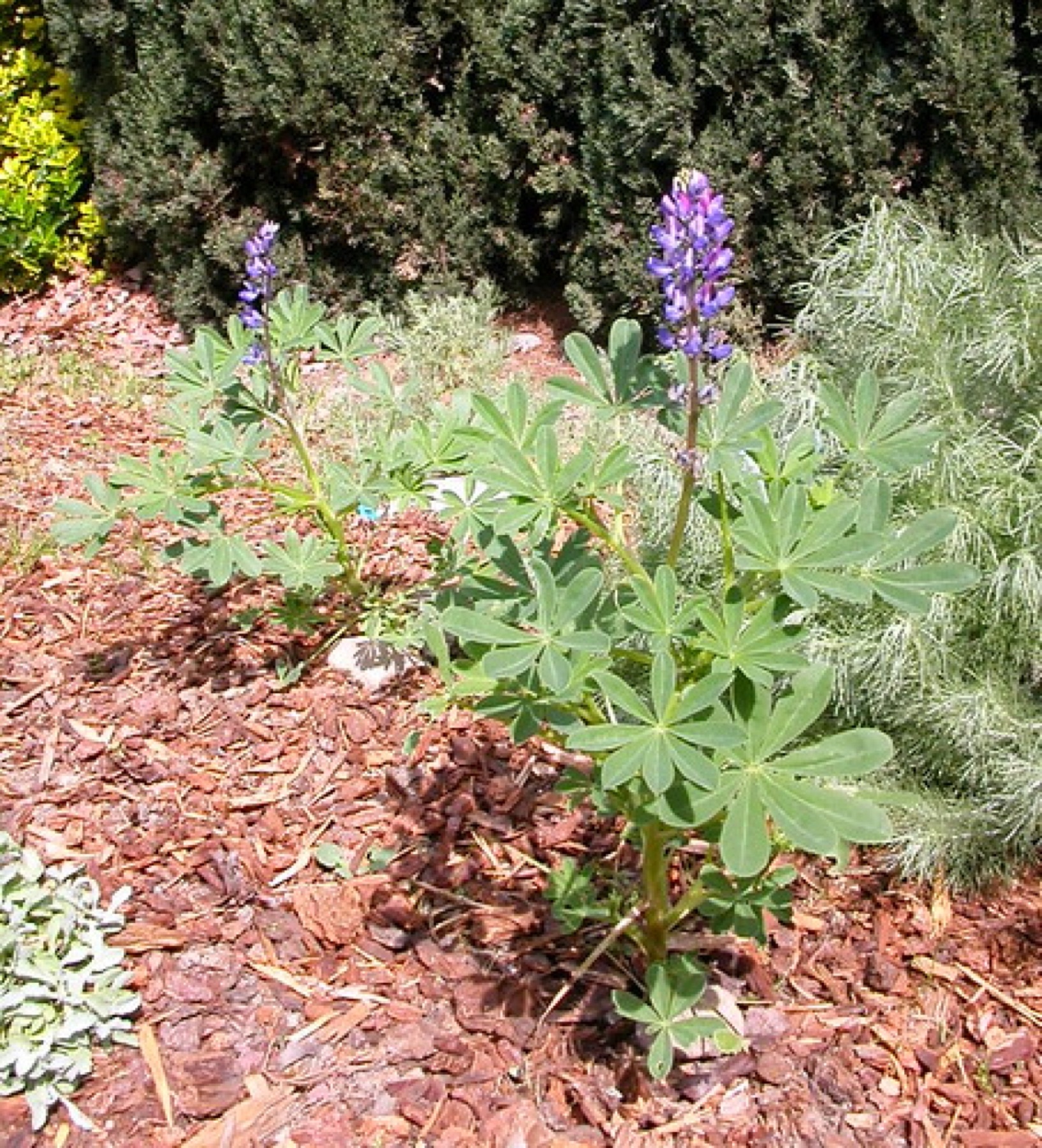 Arroyo Lupine — photo 5