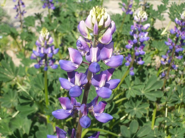 Arroyo Lupine — photo 23