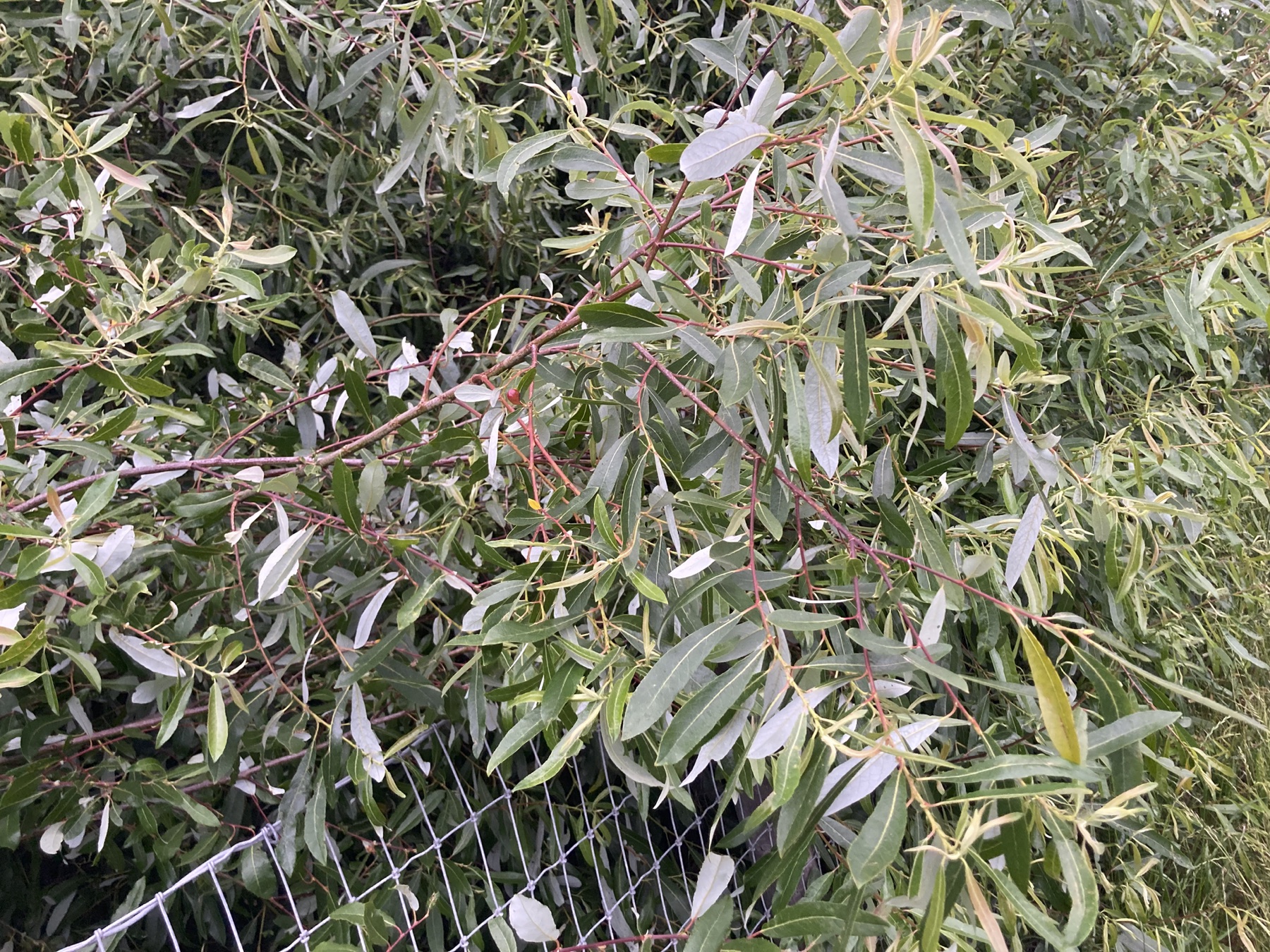 Arroyo Willow — photo 5