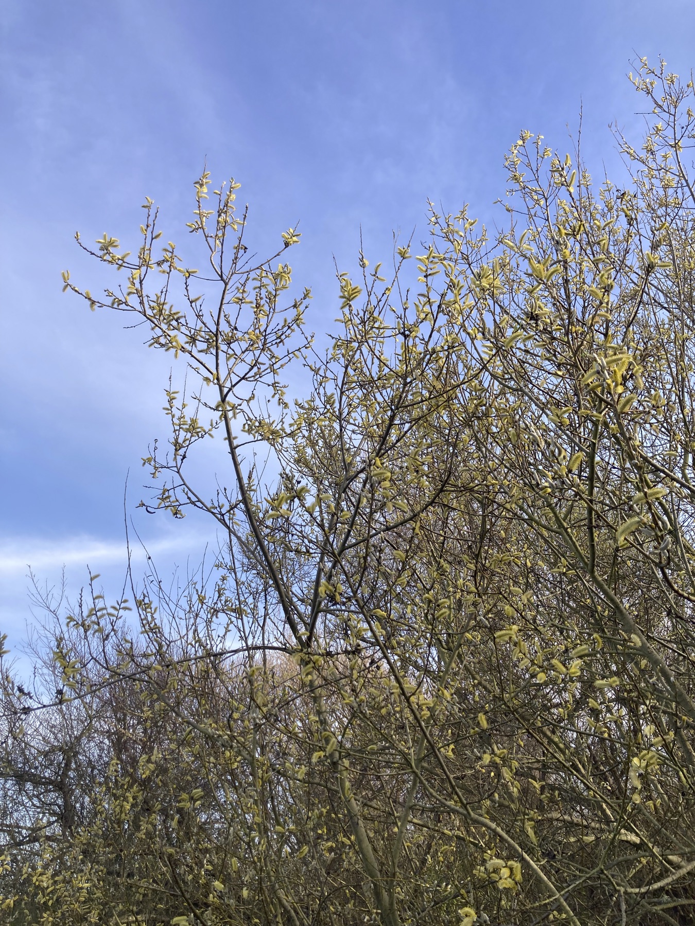 Arroyo Willow — photo 6