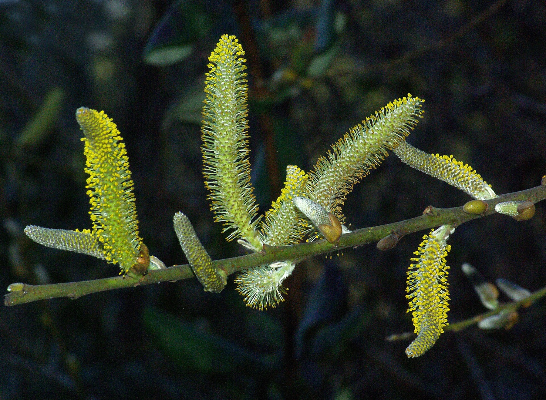 Arroyo Willow — photo 7