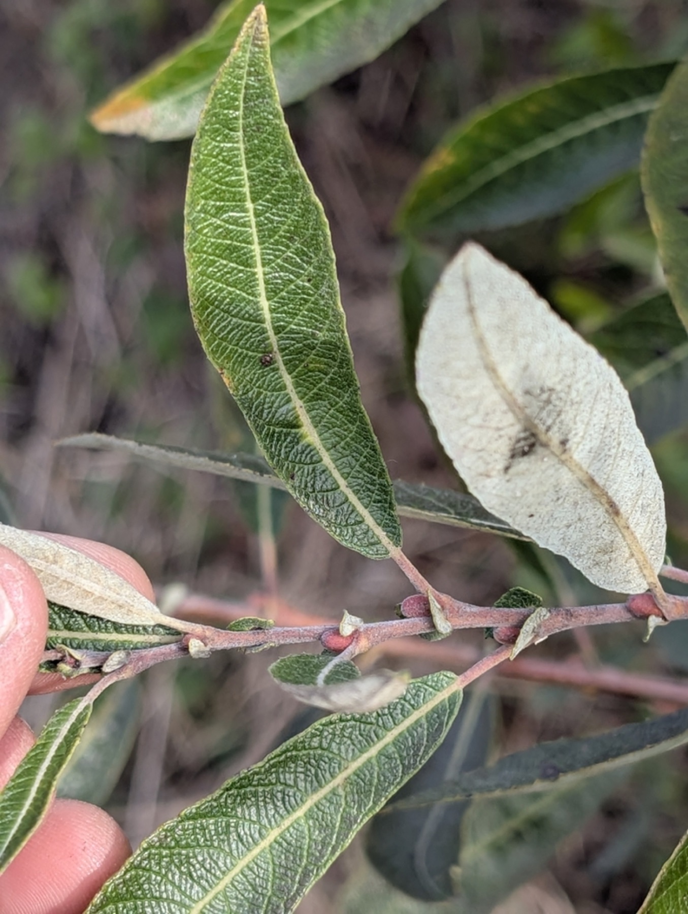 Arroyo Willow — photo 9