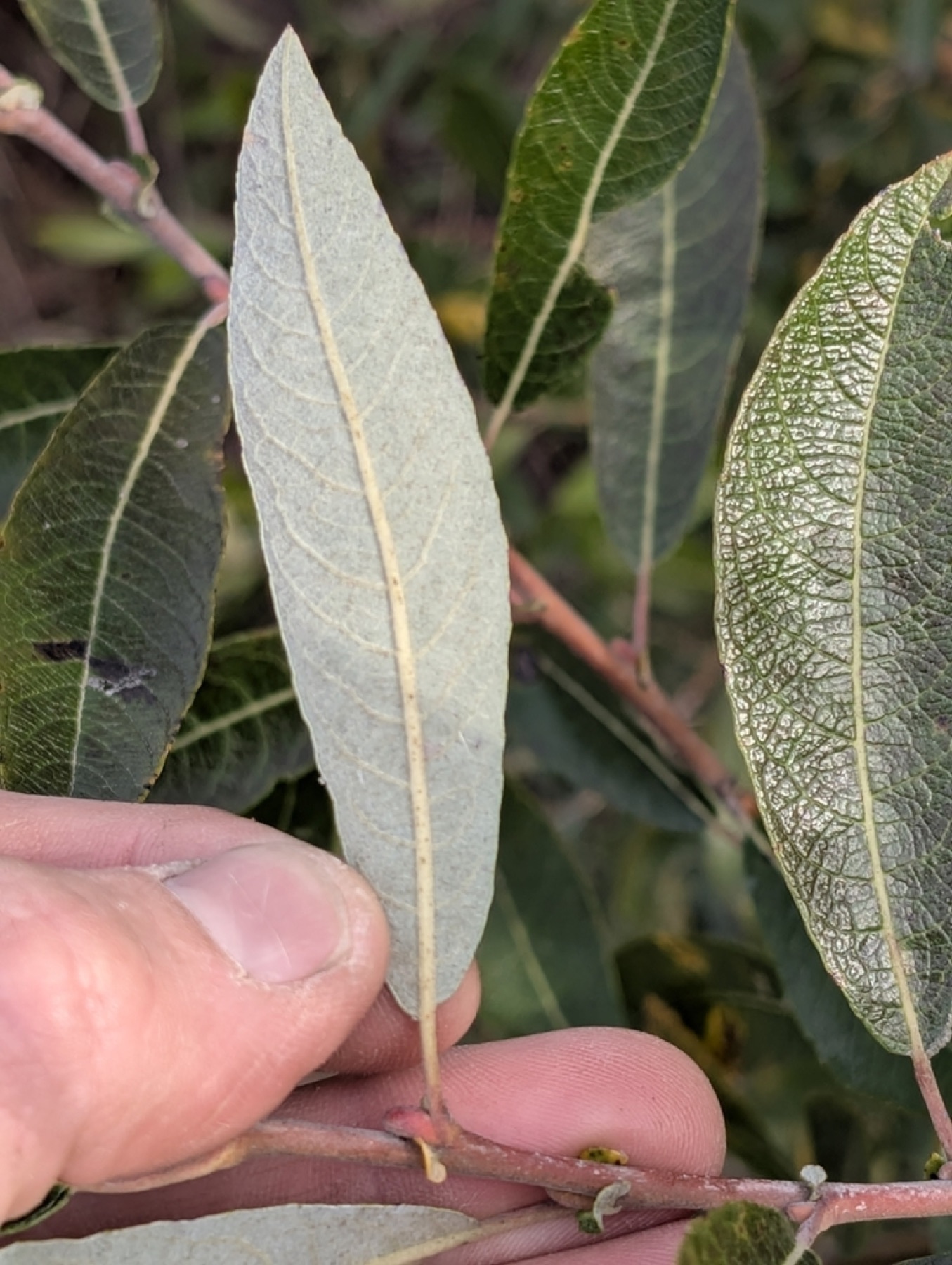 Arroyo Willow — photo 10