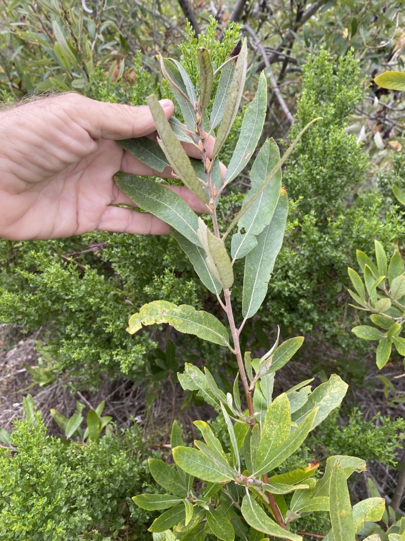 Arroyo Willow — photo 11