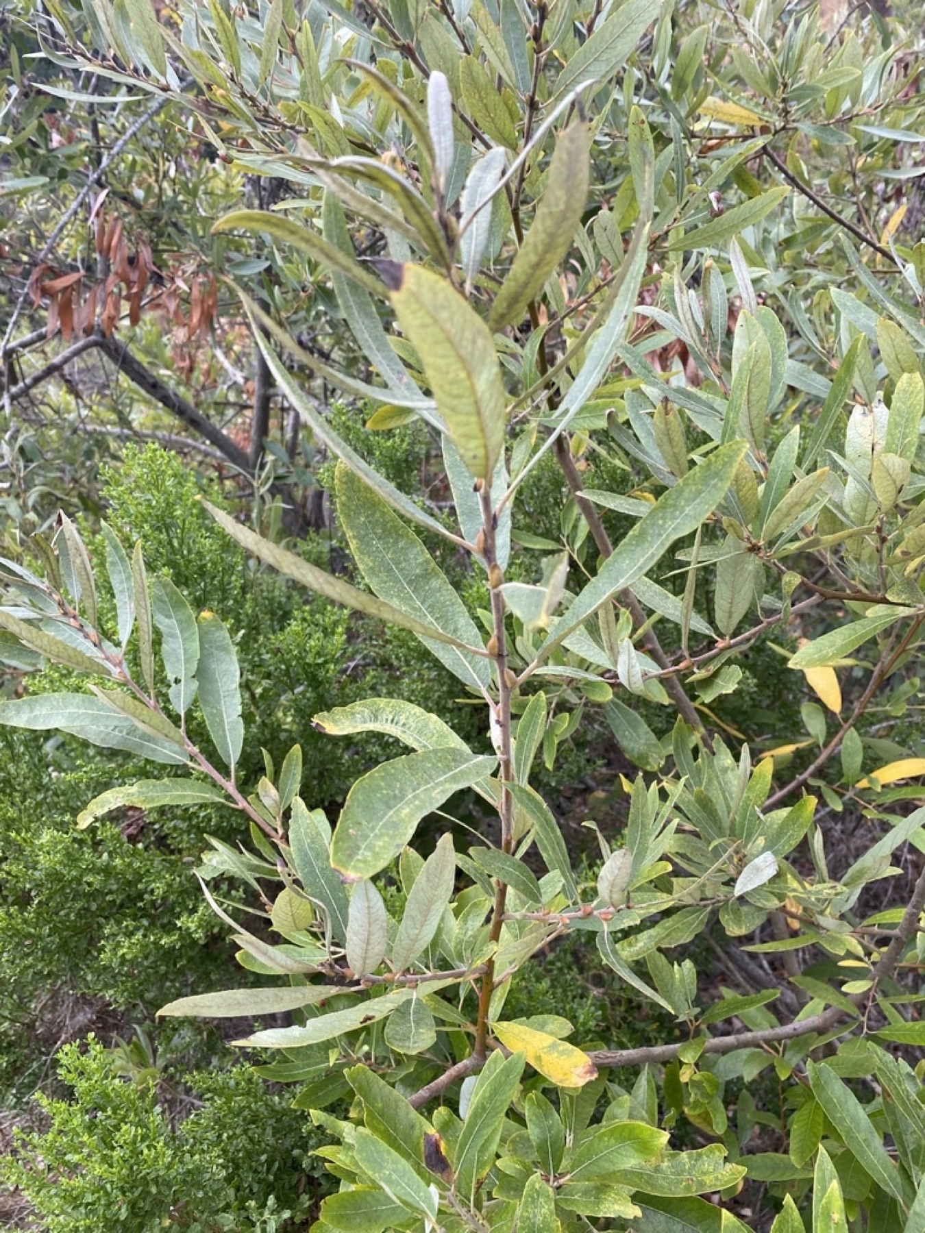 Arroyo Willow — photo 12