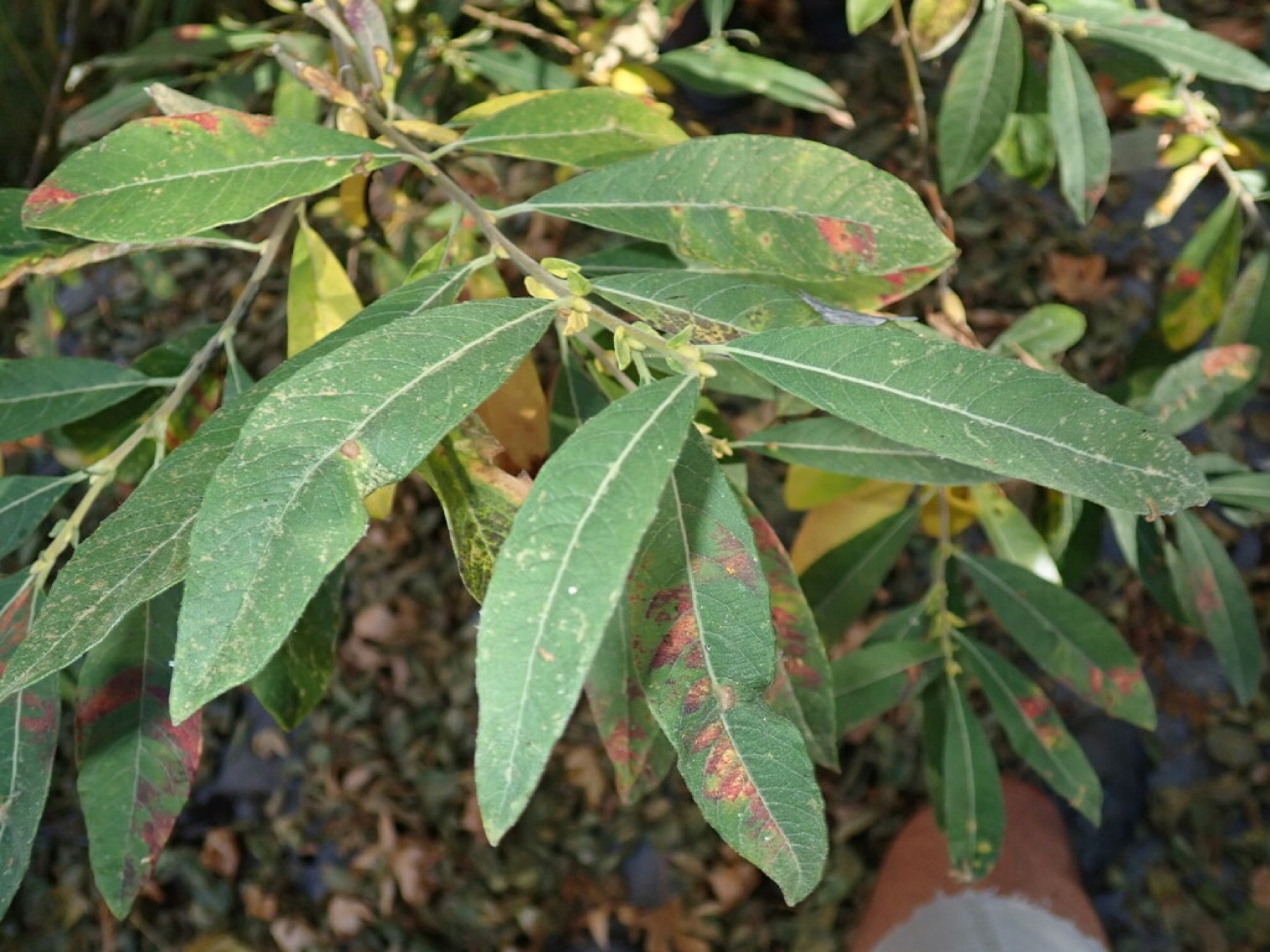Arroyo Willow — photo 13