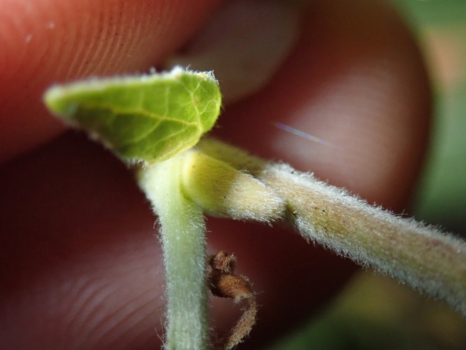 Arroyo Willow — photo 14