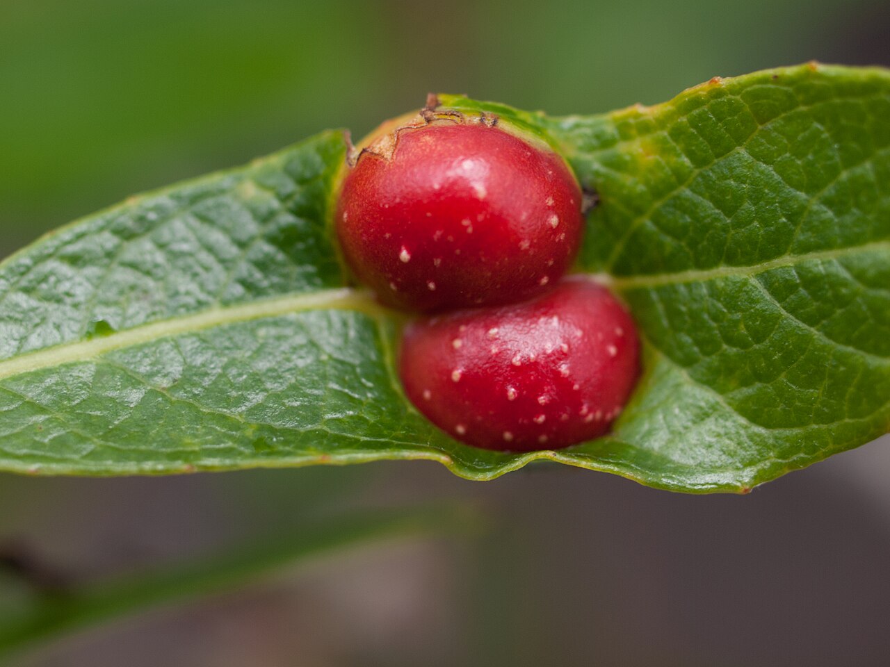 Arroyo Willow — photo 24