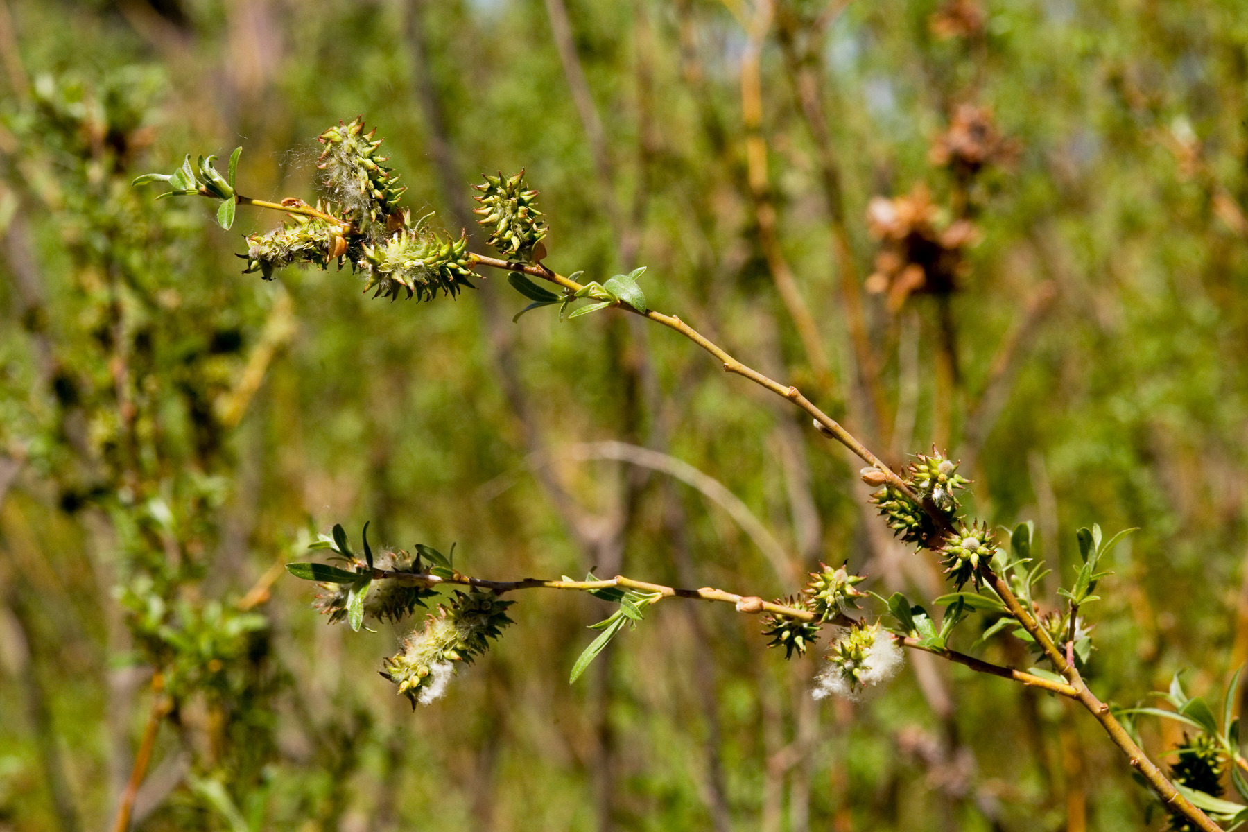 Arroyo Willow — photo 15
