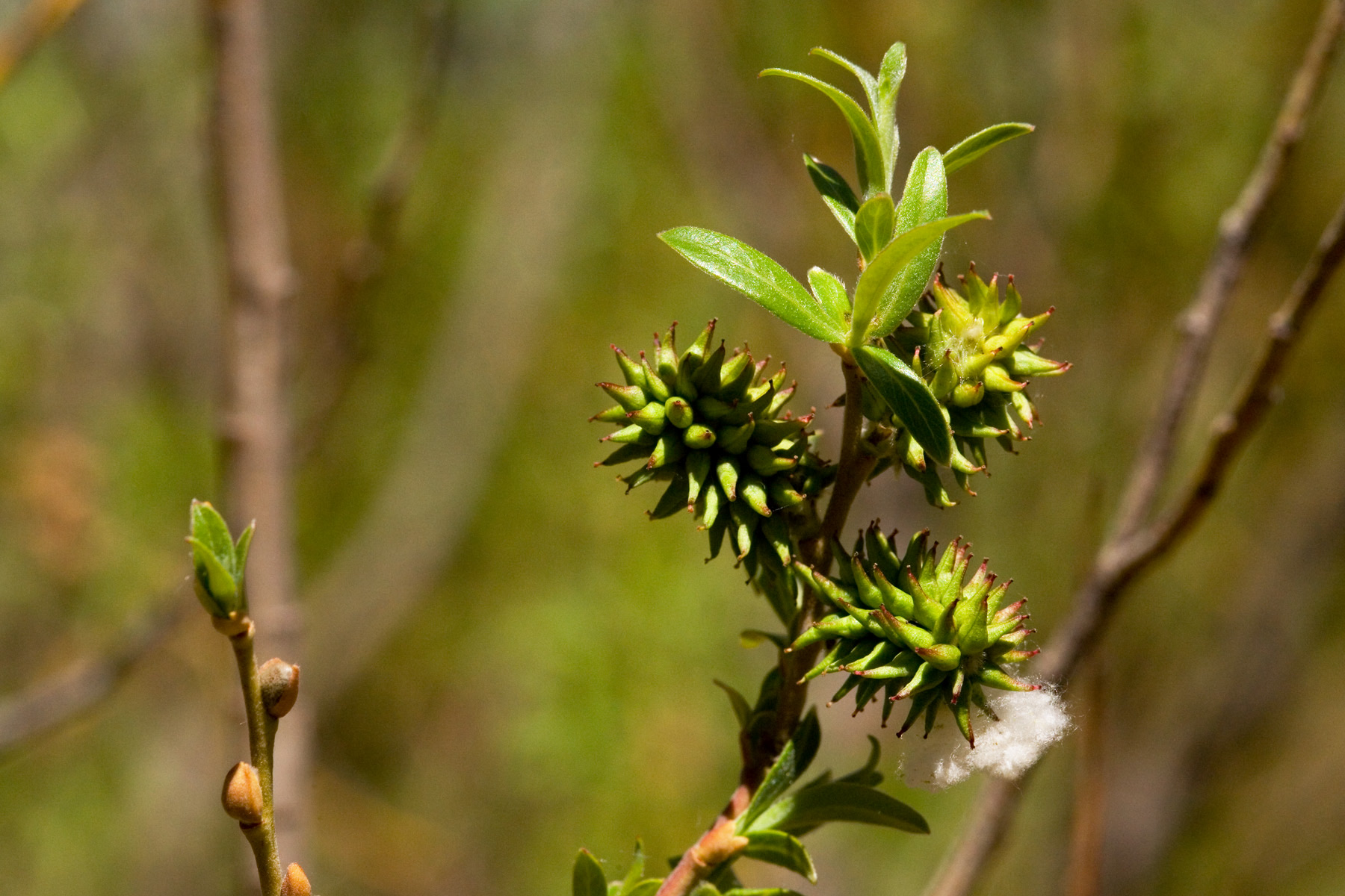 Arroyo Willow — photo 16