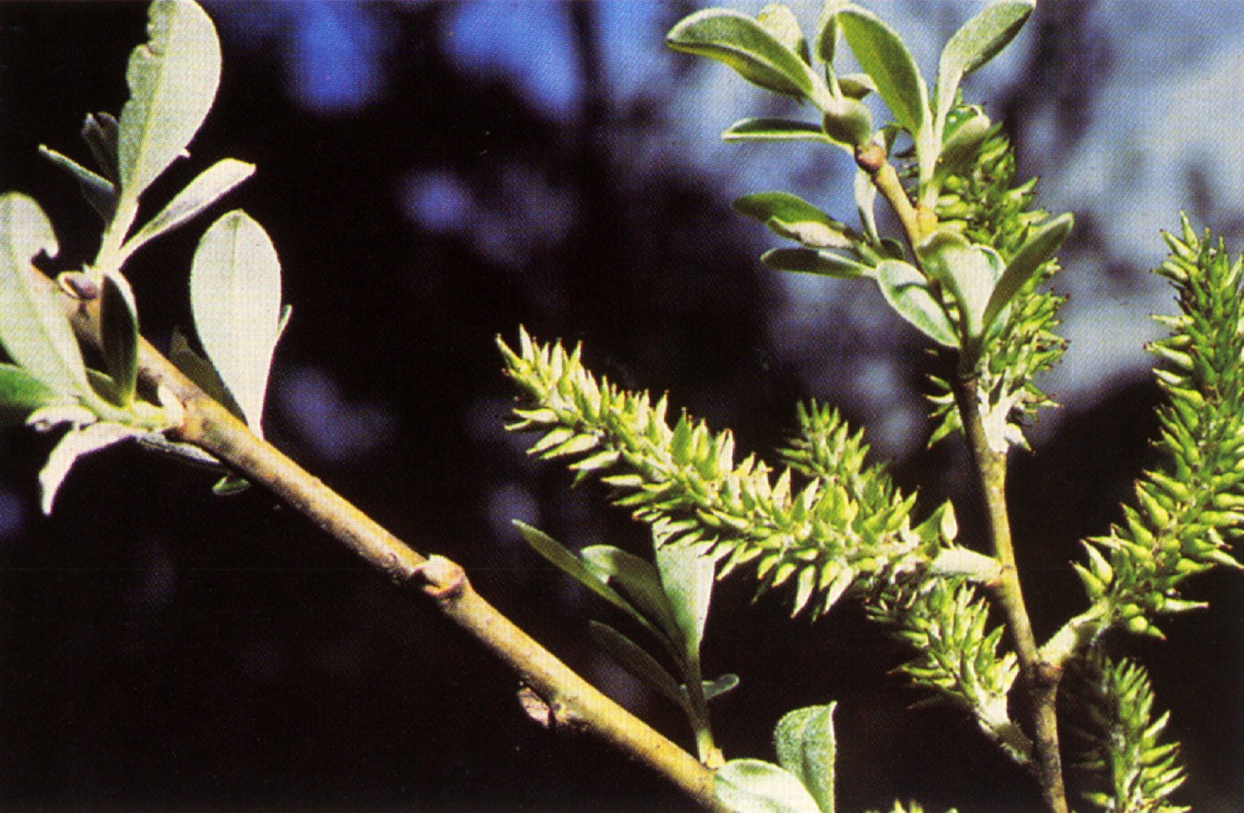Arroyo Willow — photo 17