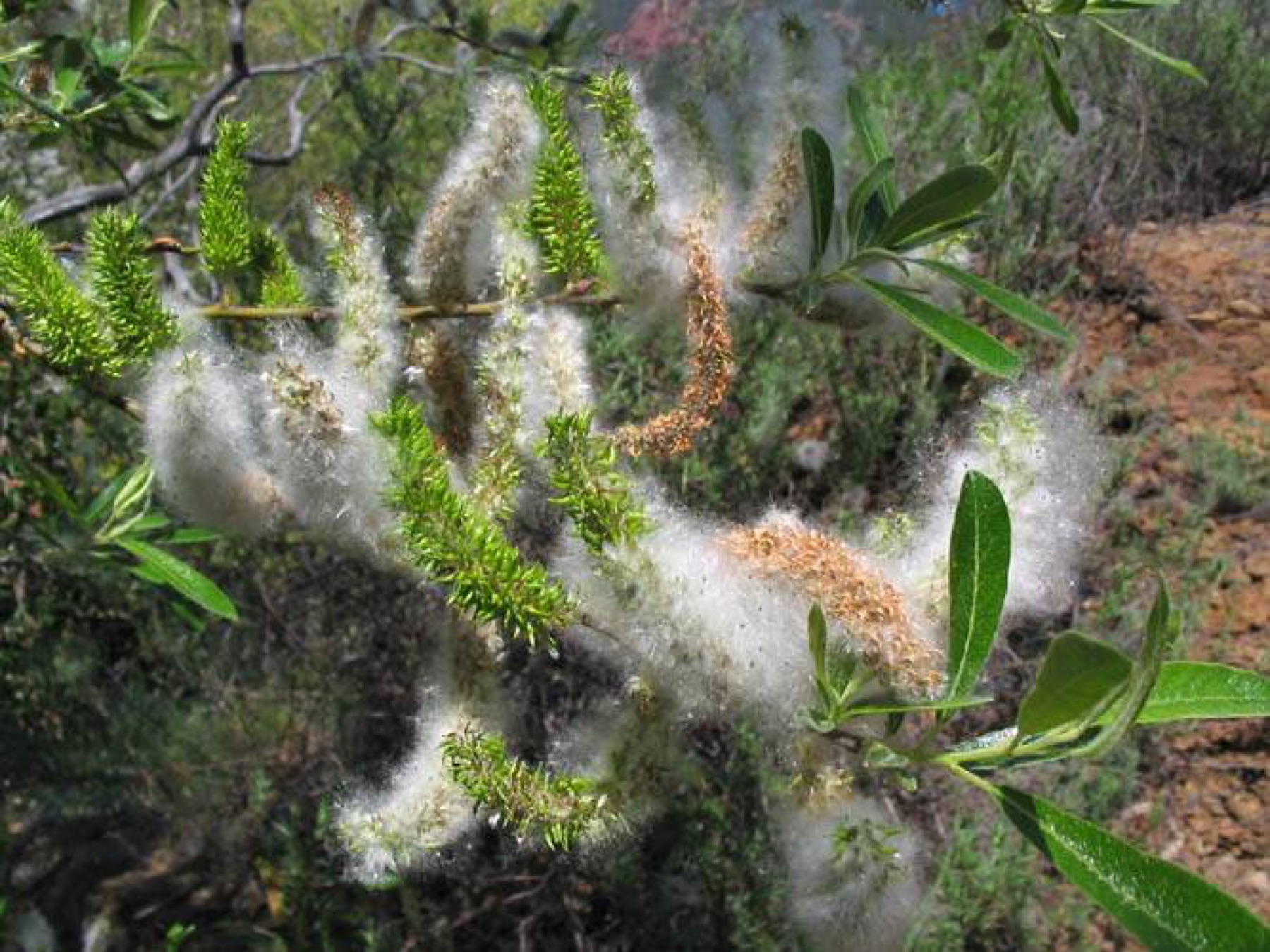 Arroyo Willow — photo 19