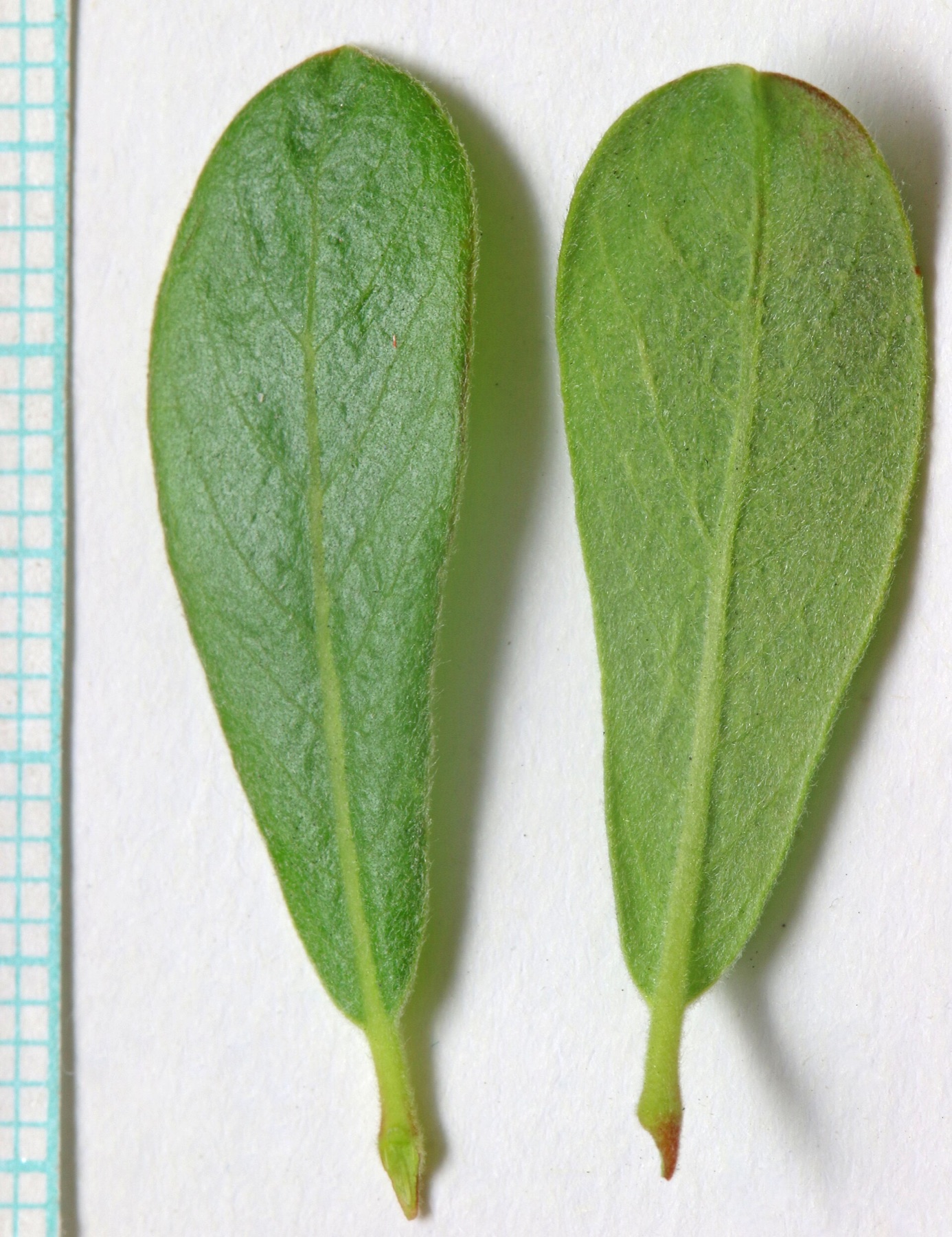 Arroyo Willow — photo 20