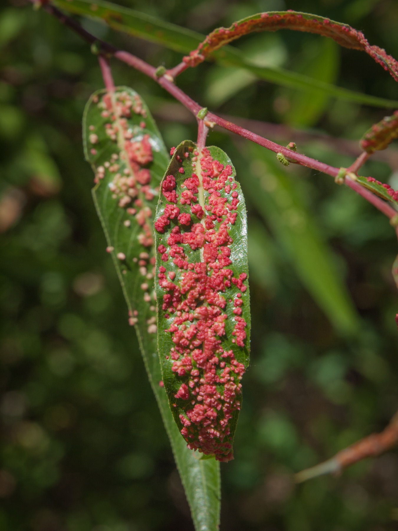 Arroyo Willow — photo 22