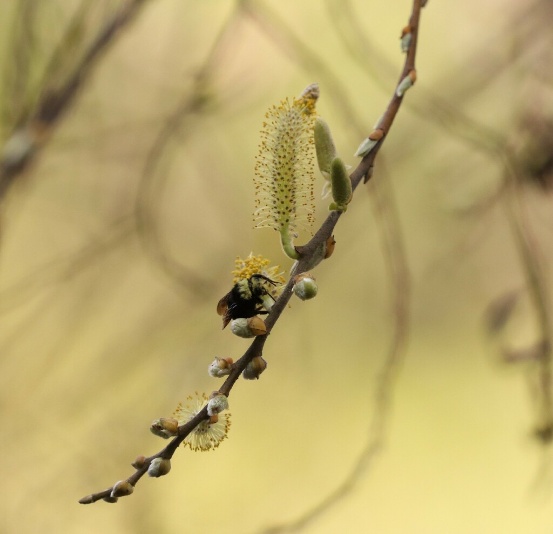 Arroyo Willow