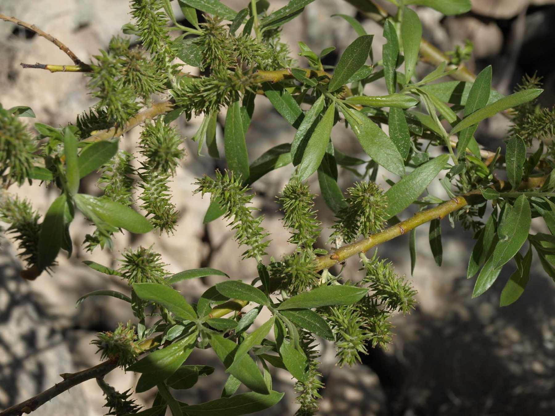 Arroyo Willow — photo 2