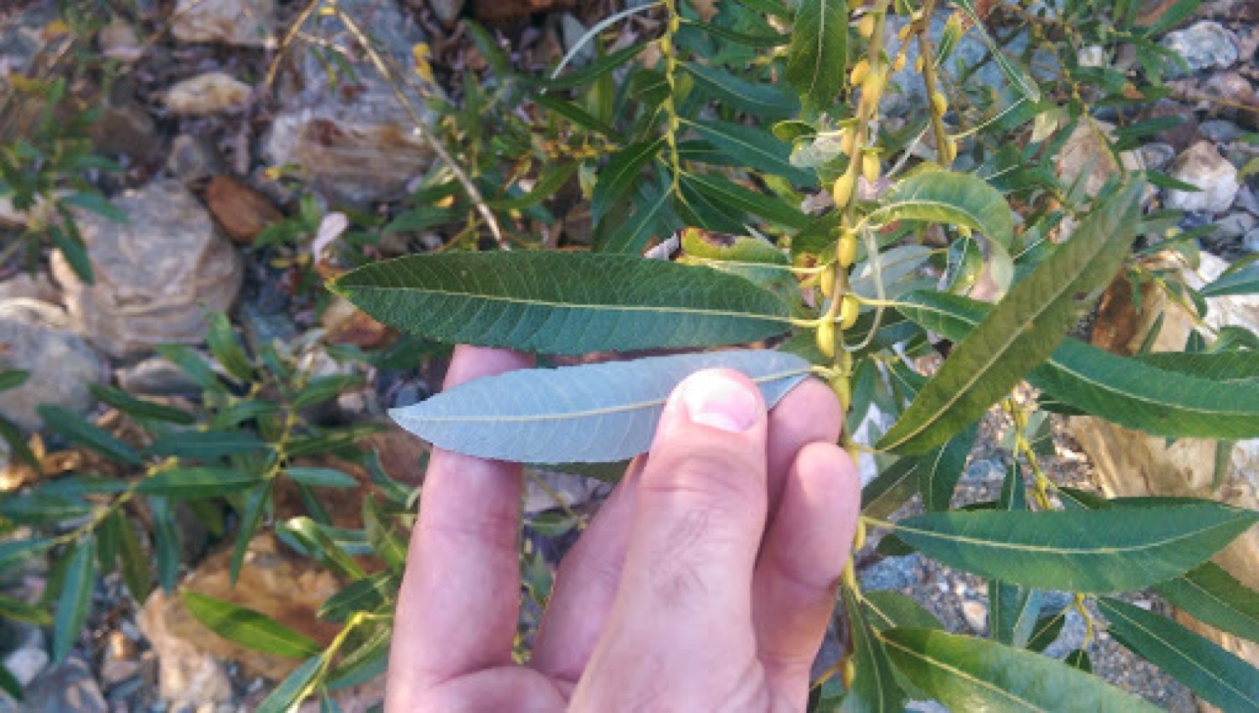 Arroyo Willow — photo 3
