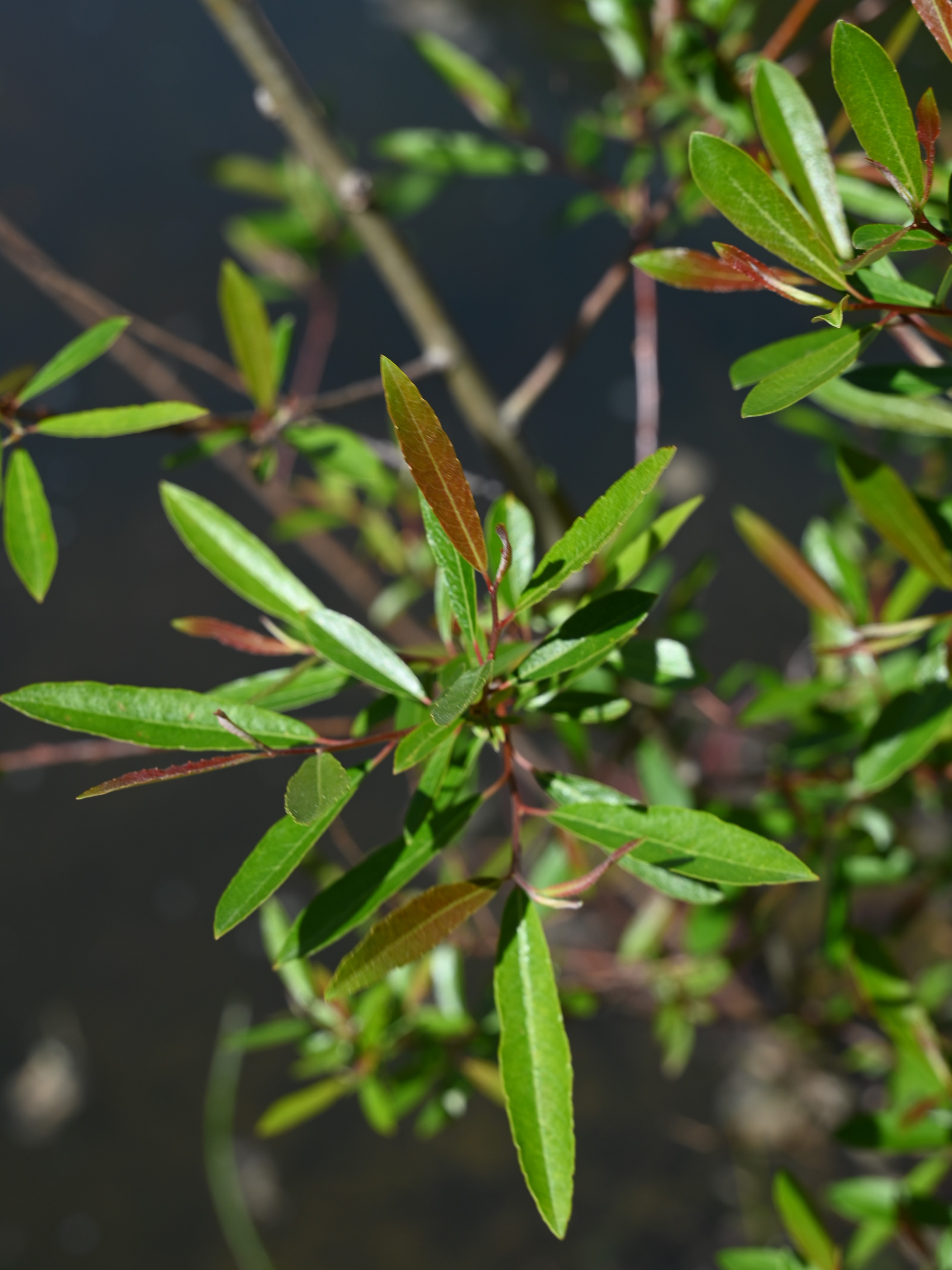 Arroyo Willow — photo 23