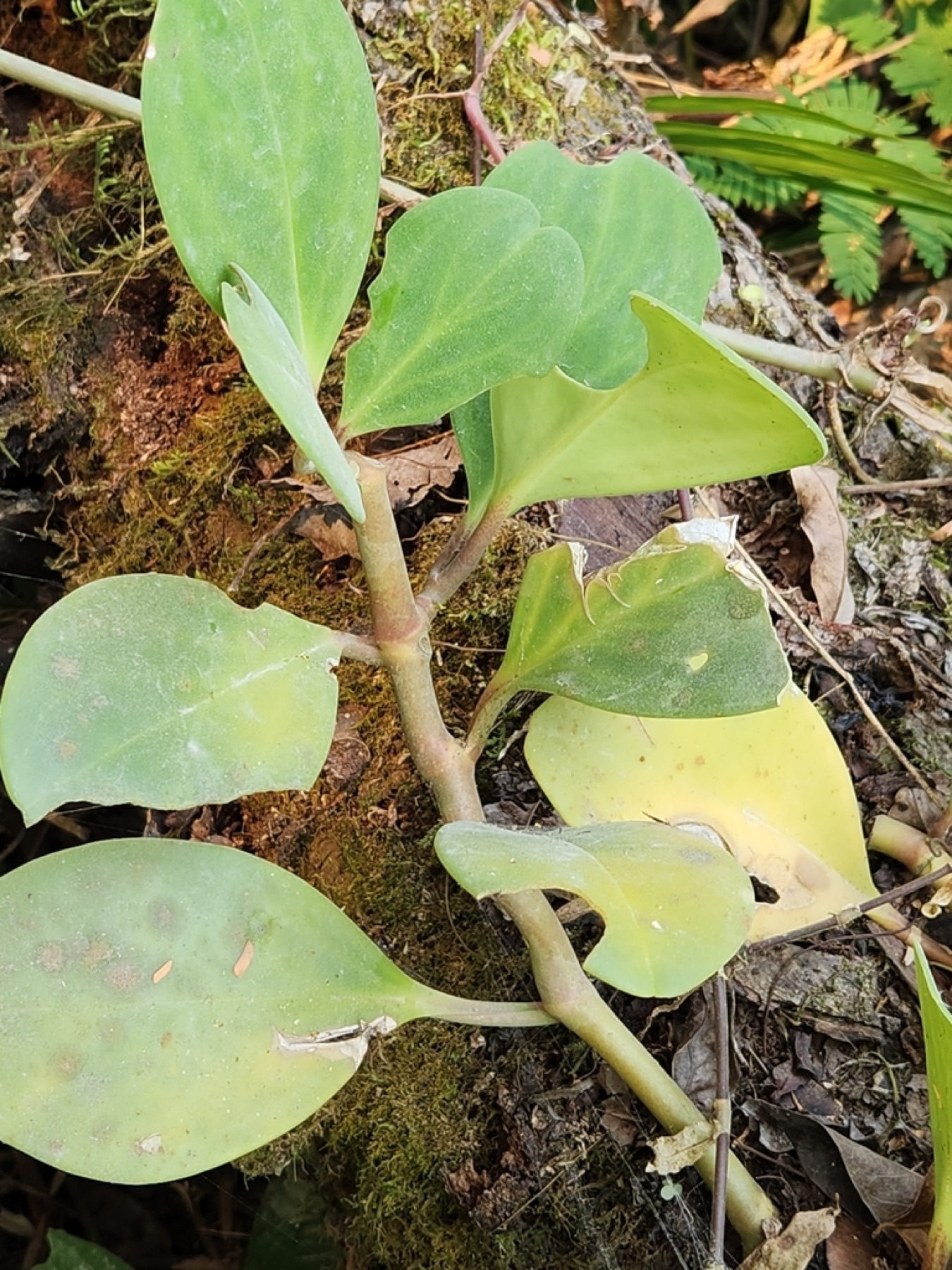 Baby Rubber Plant — photo 6