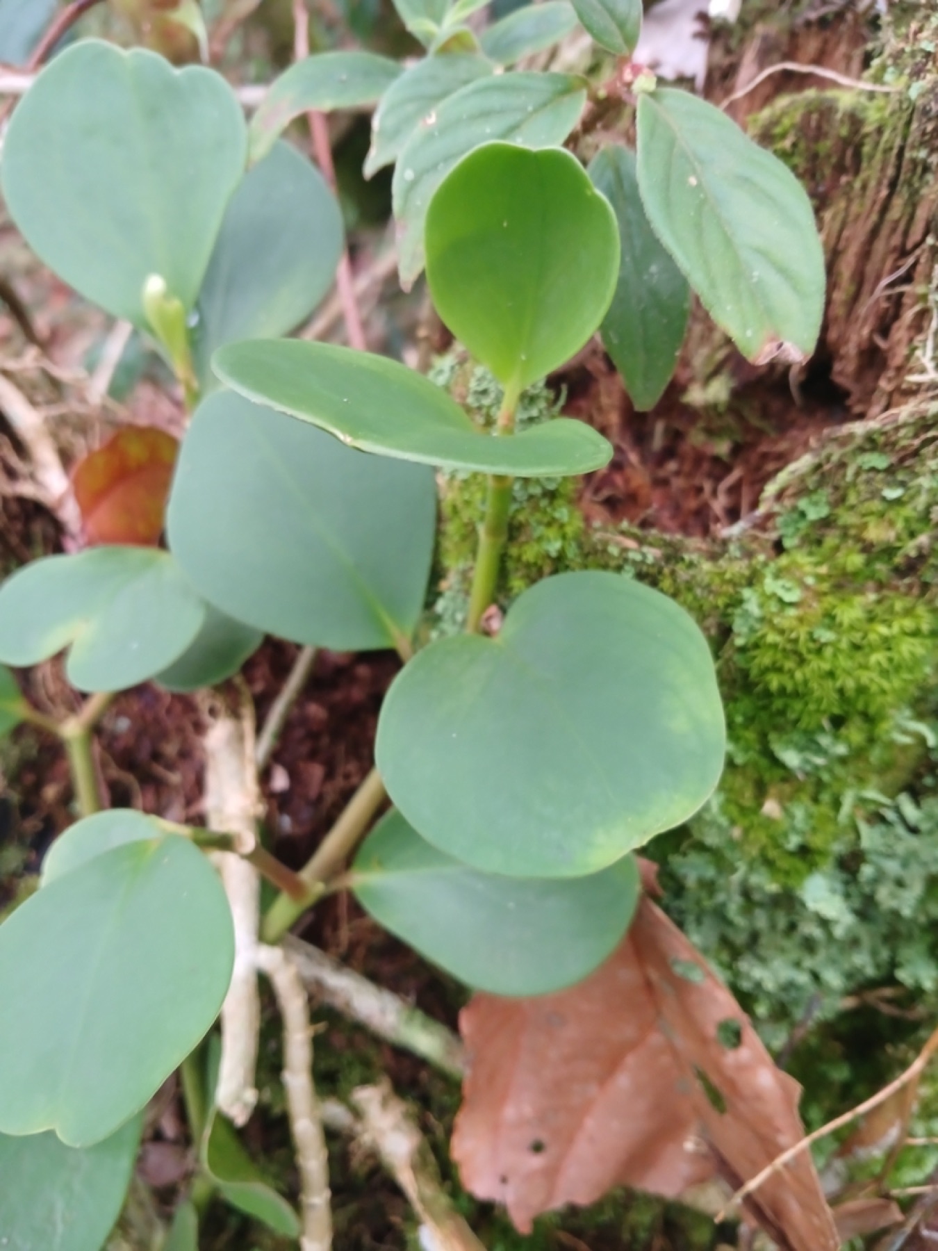 Baby Rubber Plant — photo 7