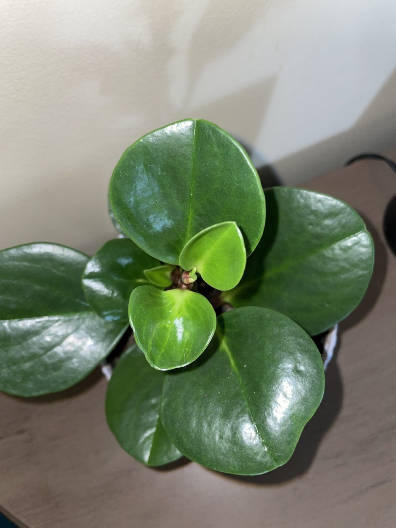 Baby Rubber Plant — photo 8