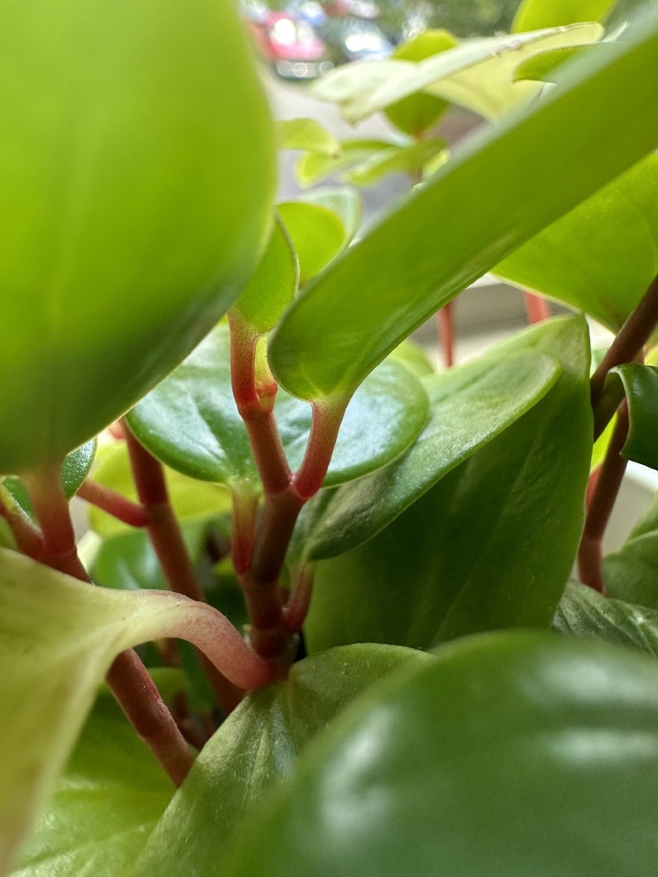 Baby Rubber Plant — photo 9