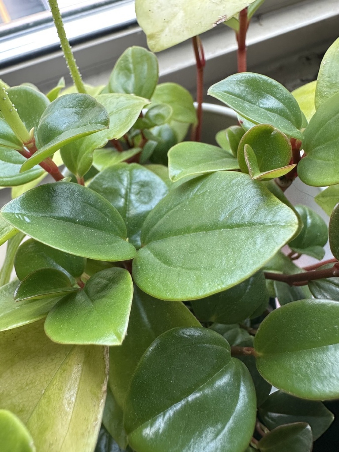 Baby Rubber Plant — photo 10