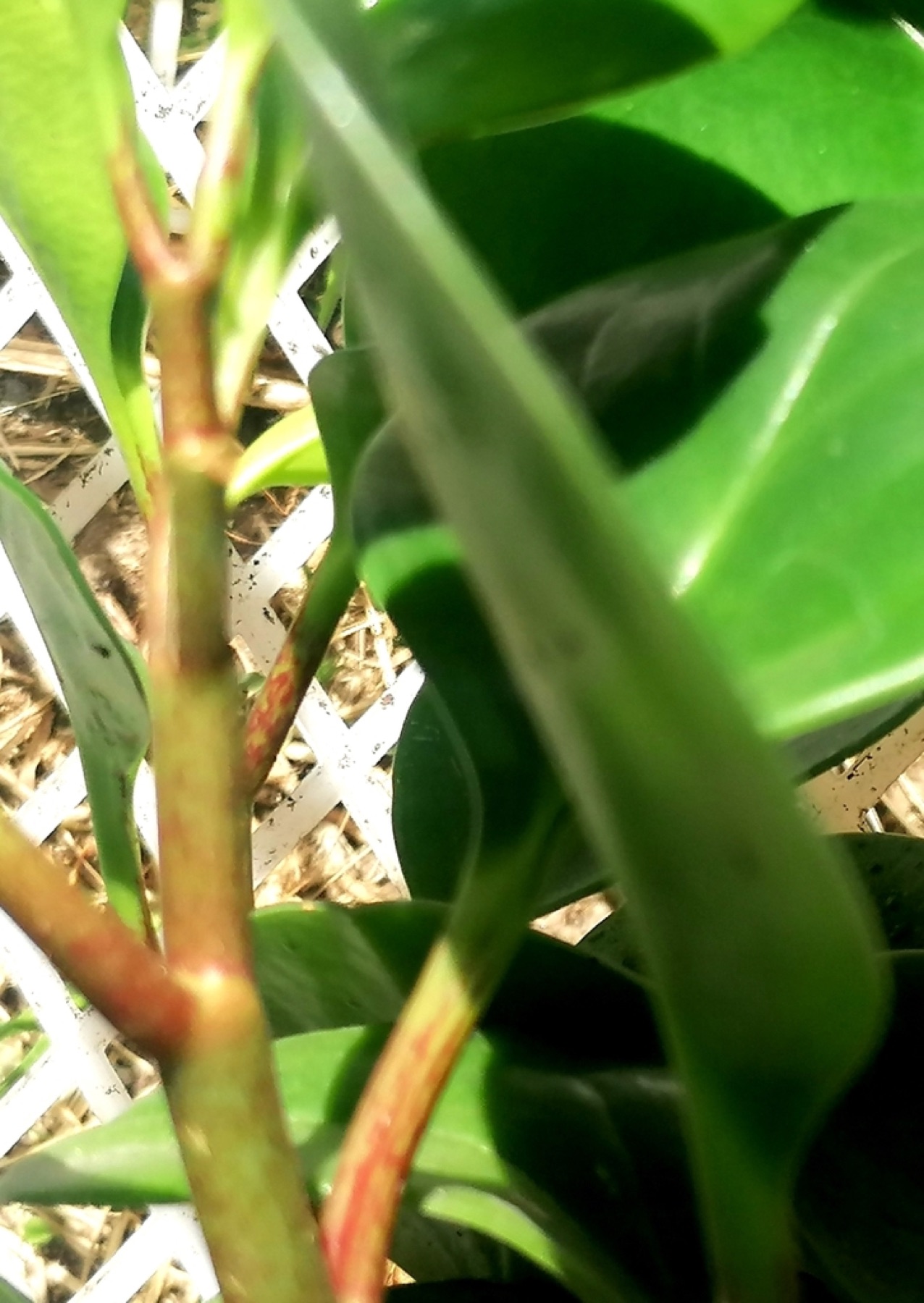 Baby Rubber Plant — photo 11