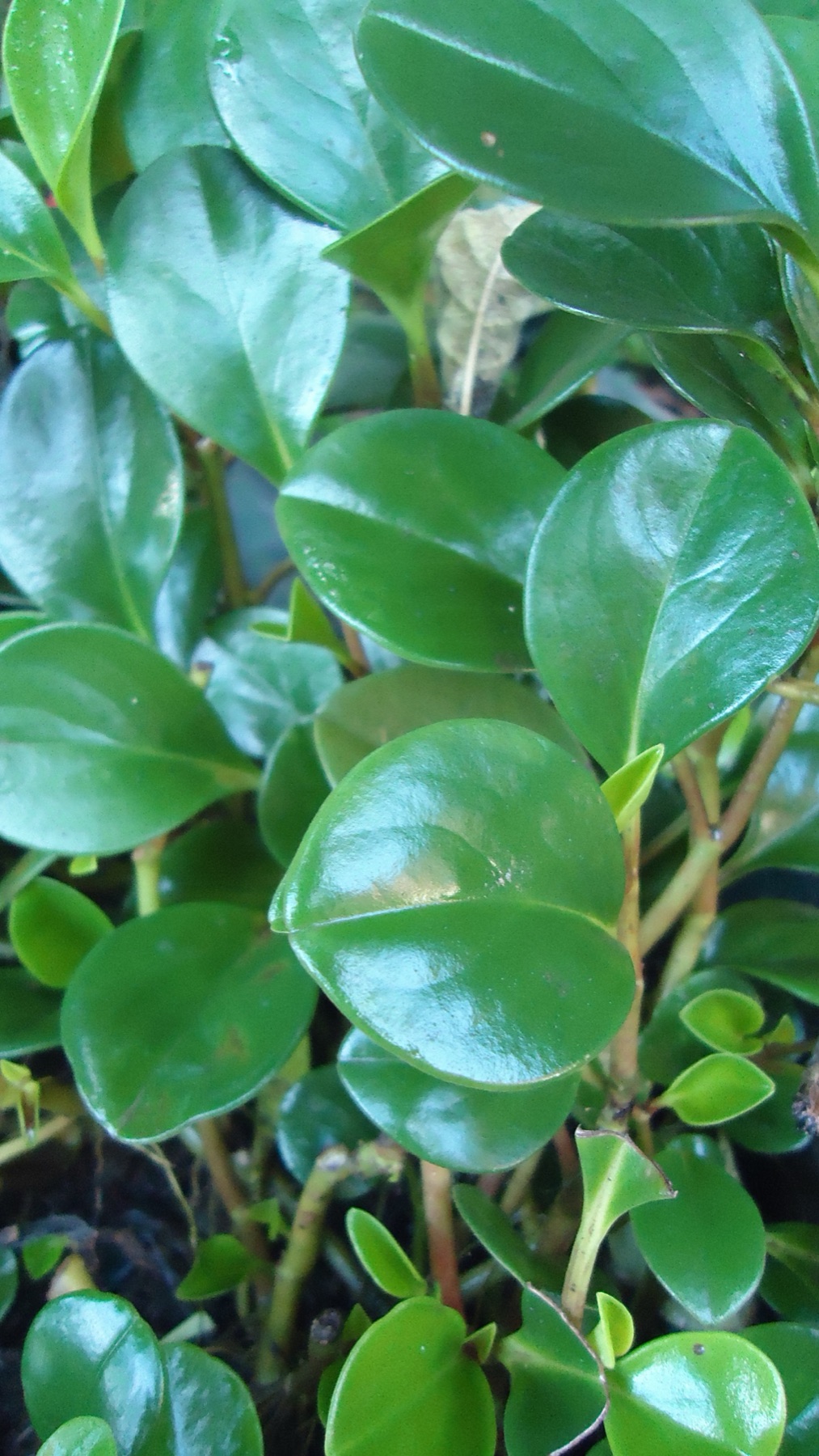 Baby Rubber Plant — photo 12