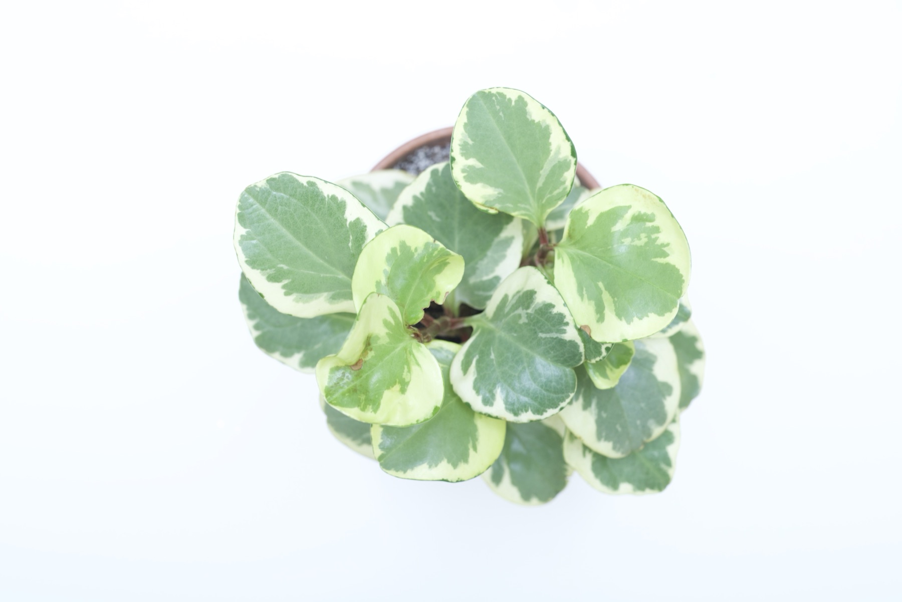 Baby Rubber Plant — photo 13