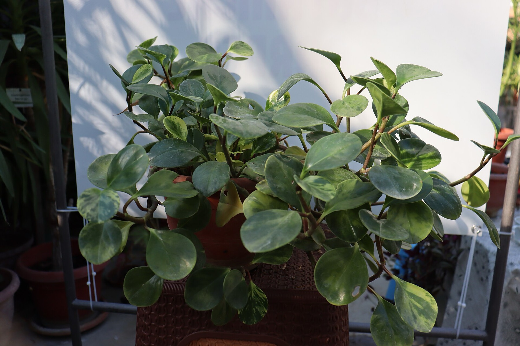 Baby Rubber Plant — photo 14
