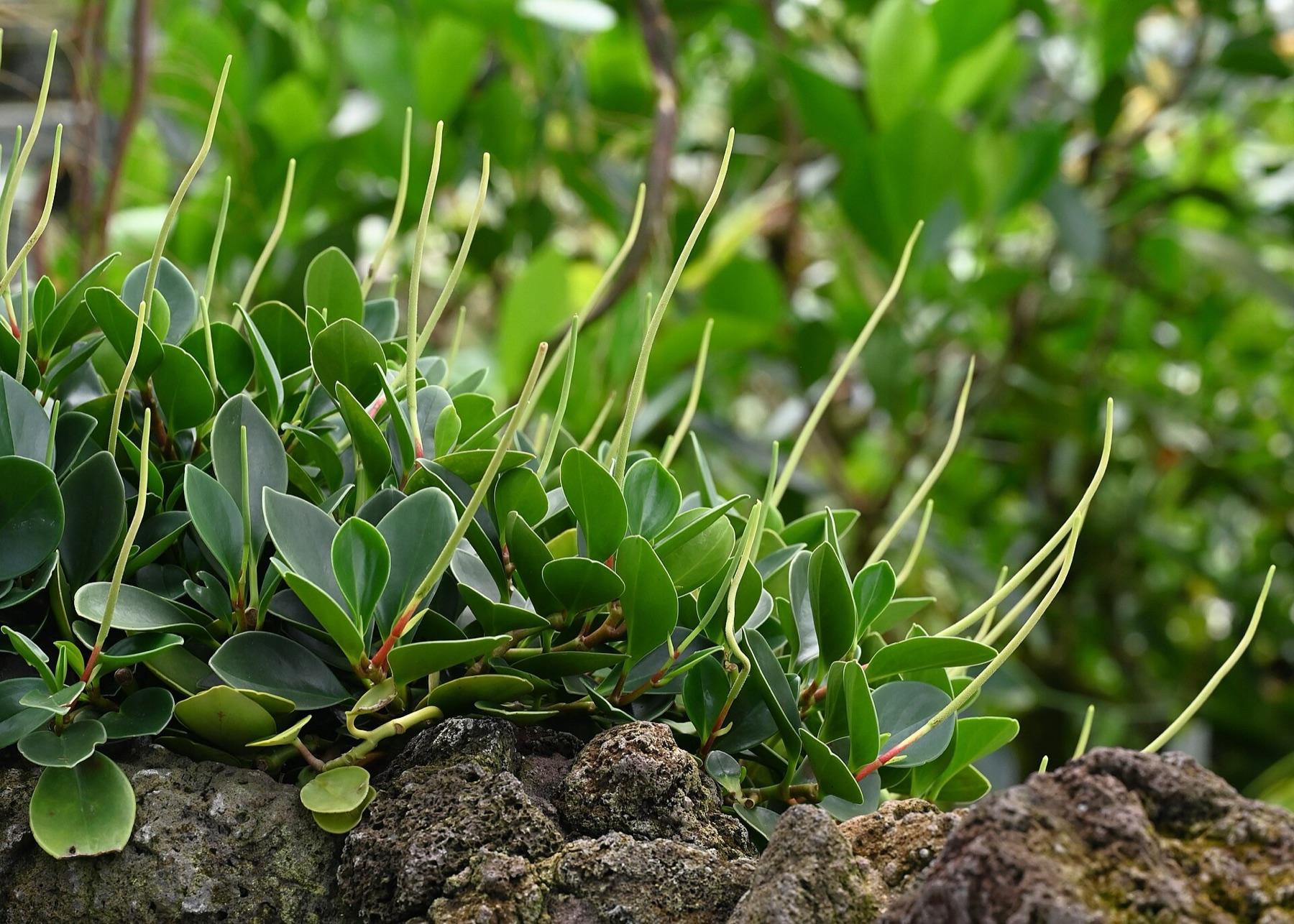 Baby Rubber Plant — photo 15