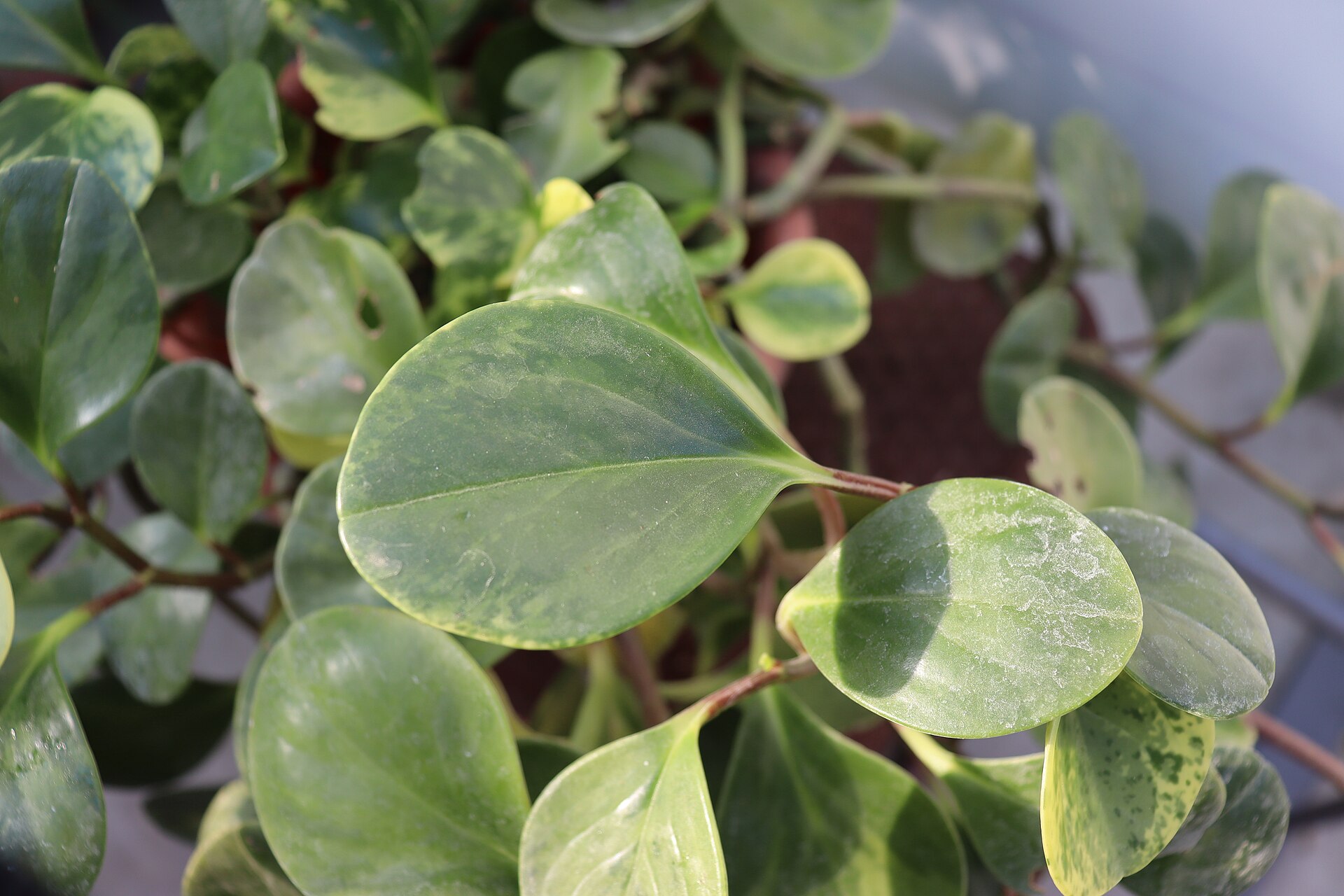 Baby Rubber Plant — photo 21