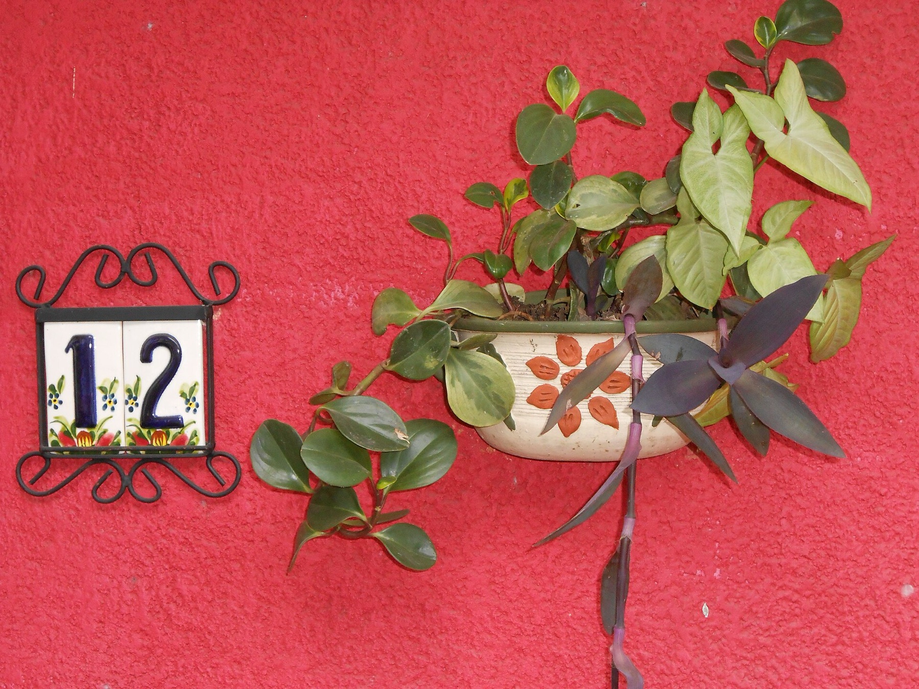 Baby Rubber Plant — photo 16
