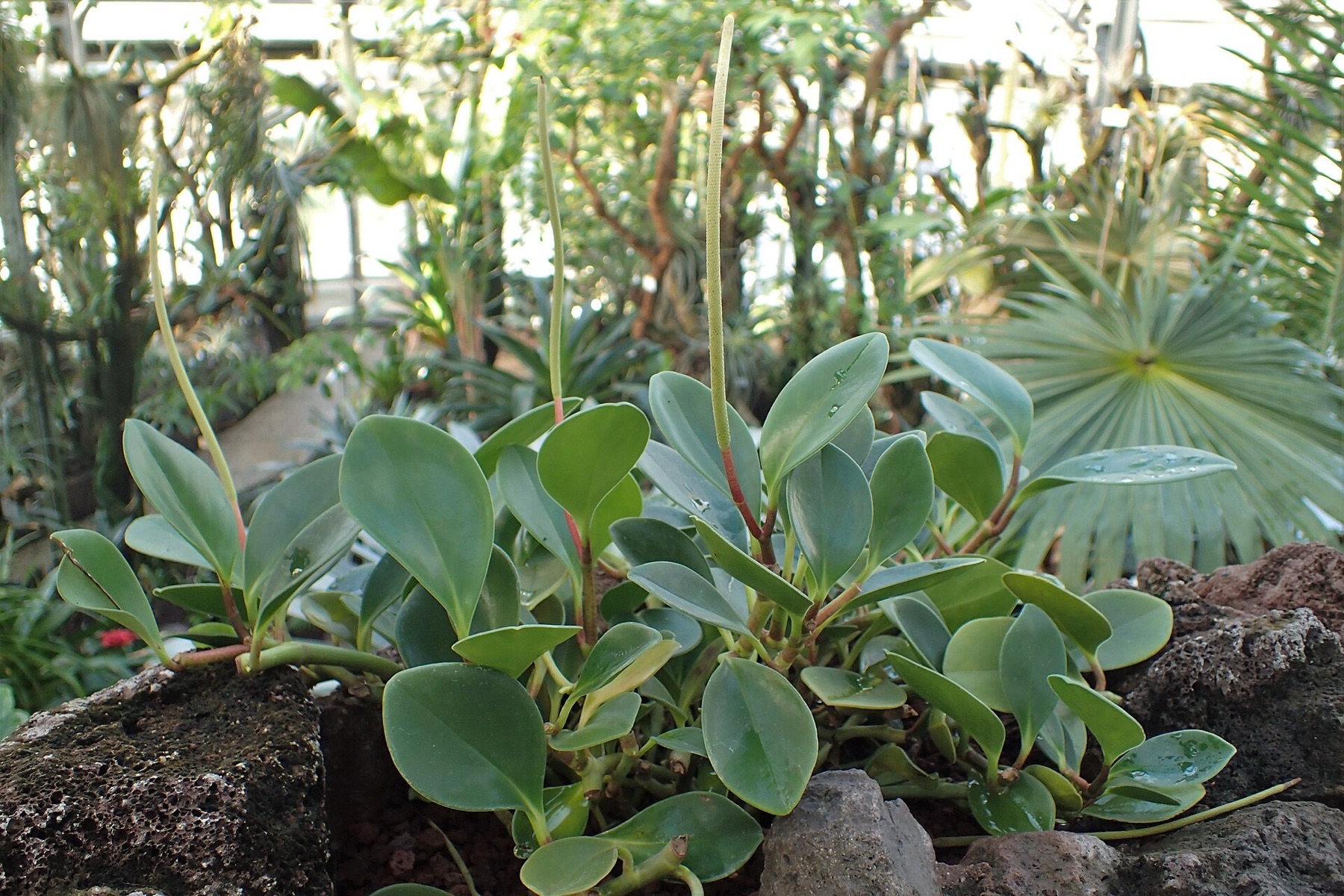 Baby Rubber Plant — photo 17