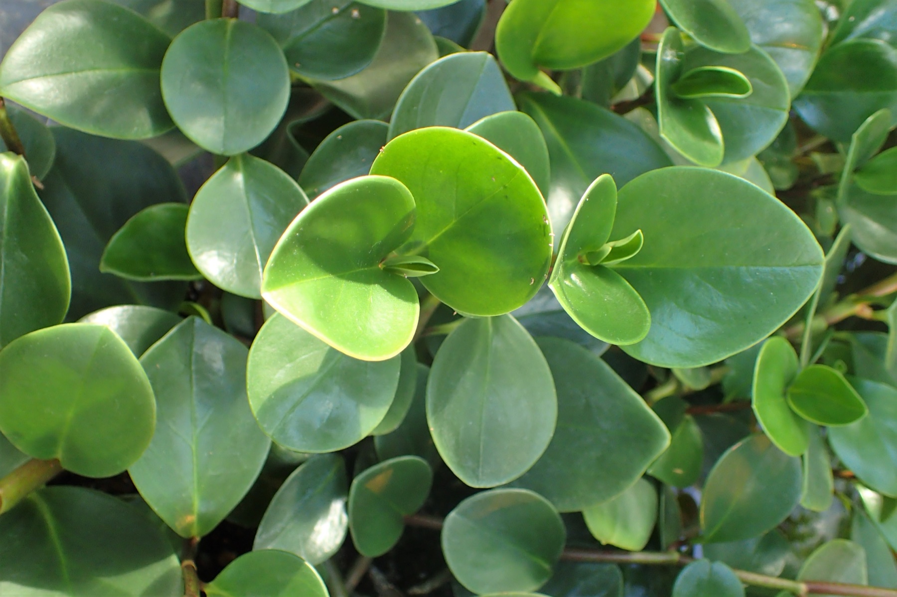 Baby Rubber Plant — photo 18
