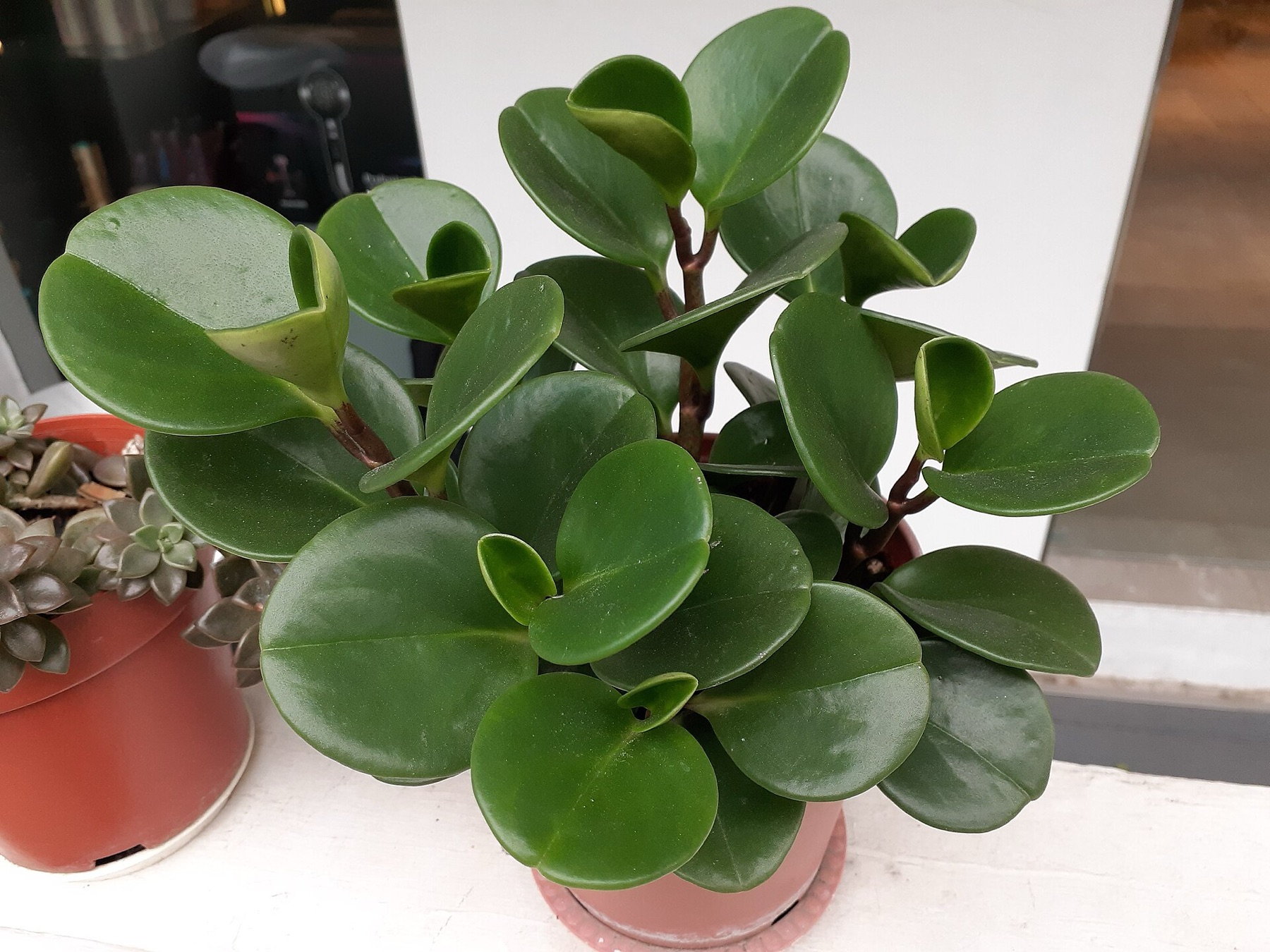Baby Rubber Plant — photo 19