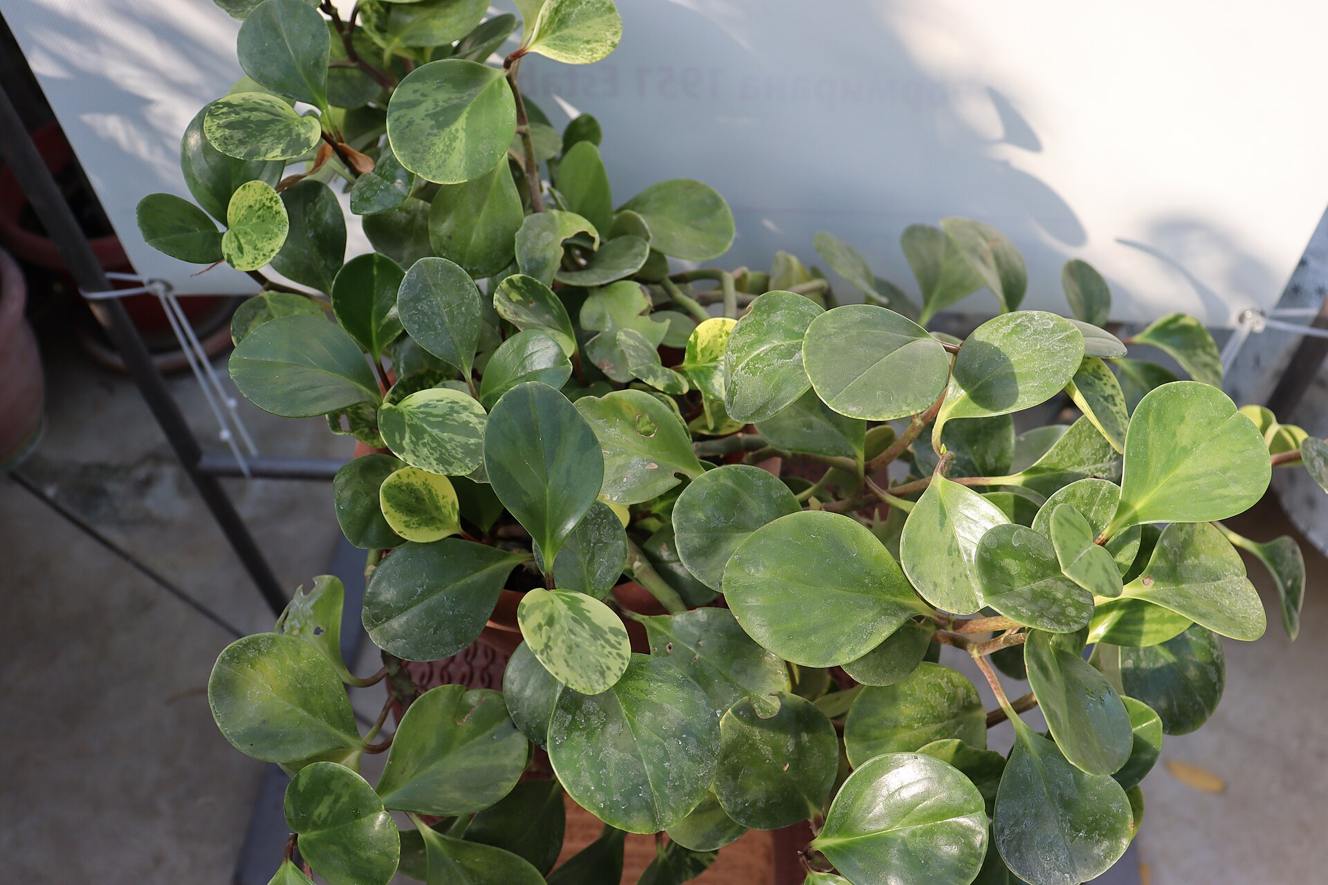 Baby Rubber Plant — photo 22