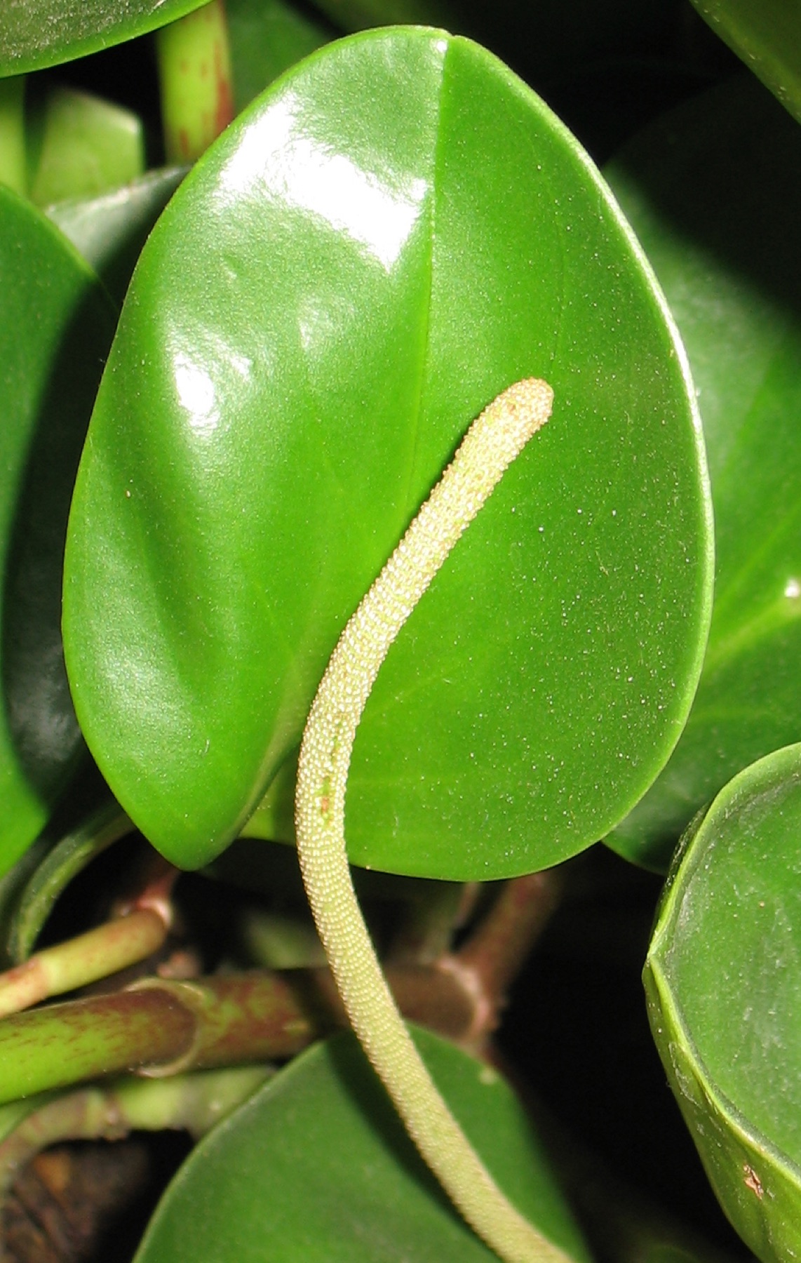 Baby Rubber Plant — photo 1