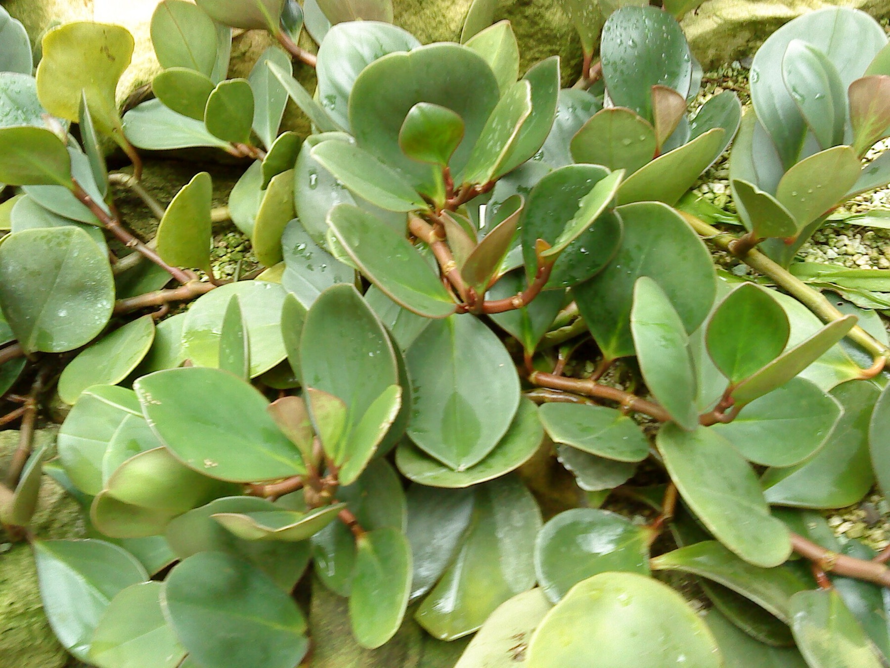 Baby Rubber Plant — photo 2