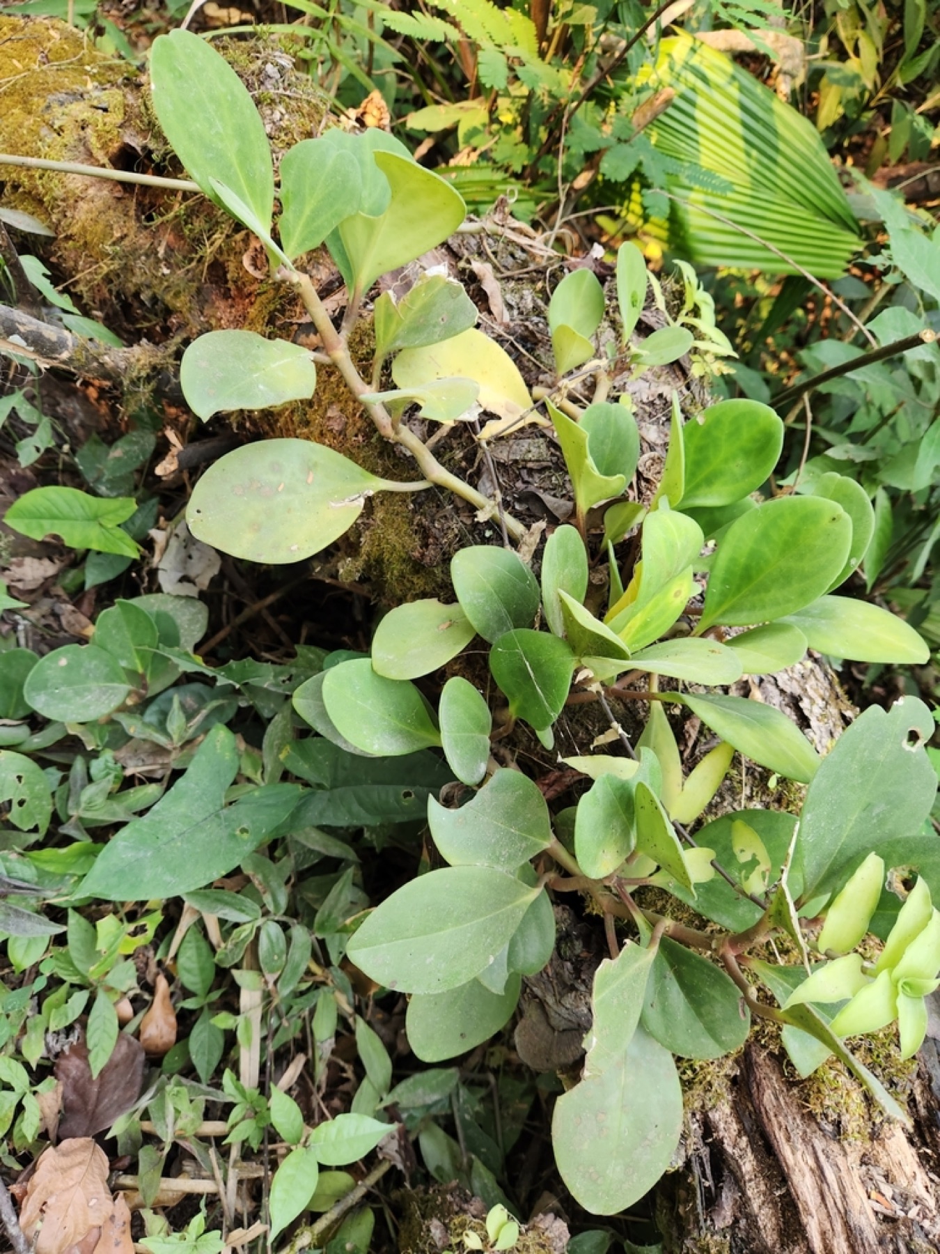 Baby Rubber Plant — photo 3